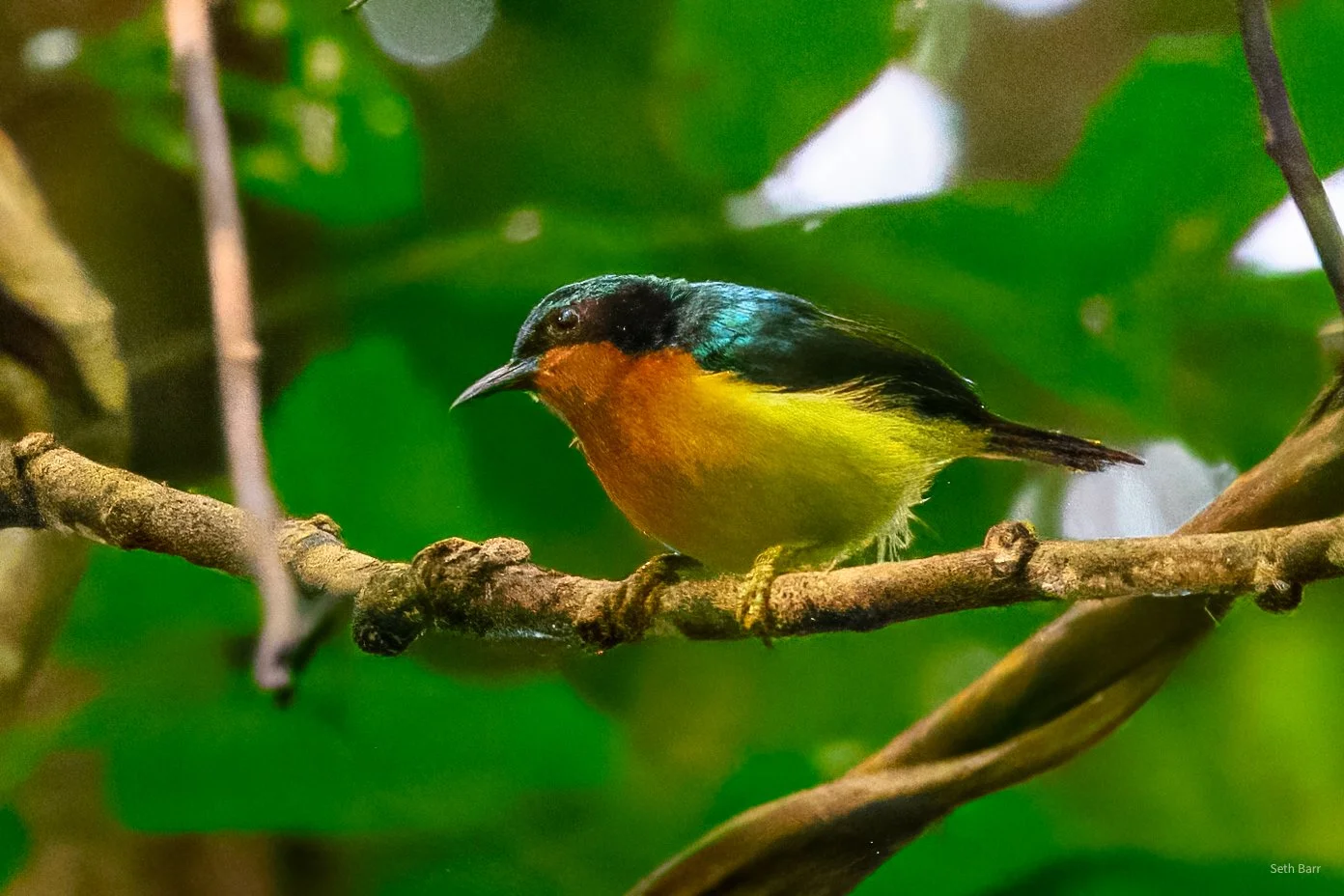 Ruby-Cheeked Sunbird