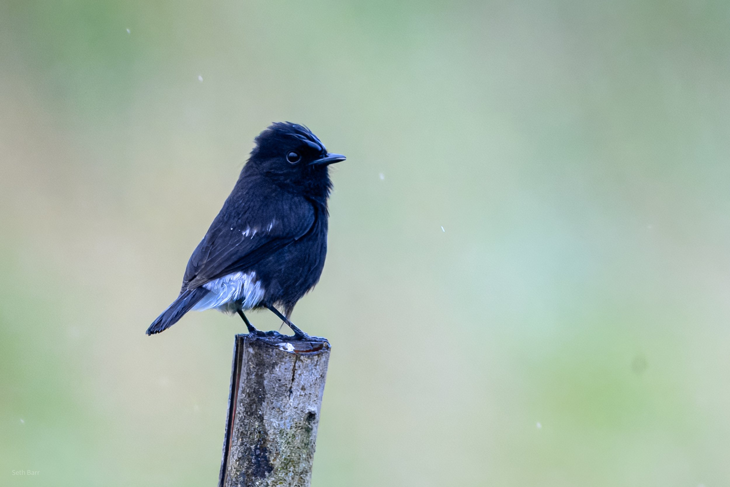 Pied Bushchat