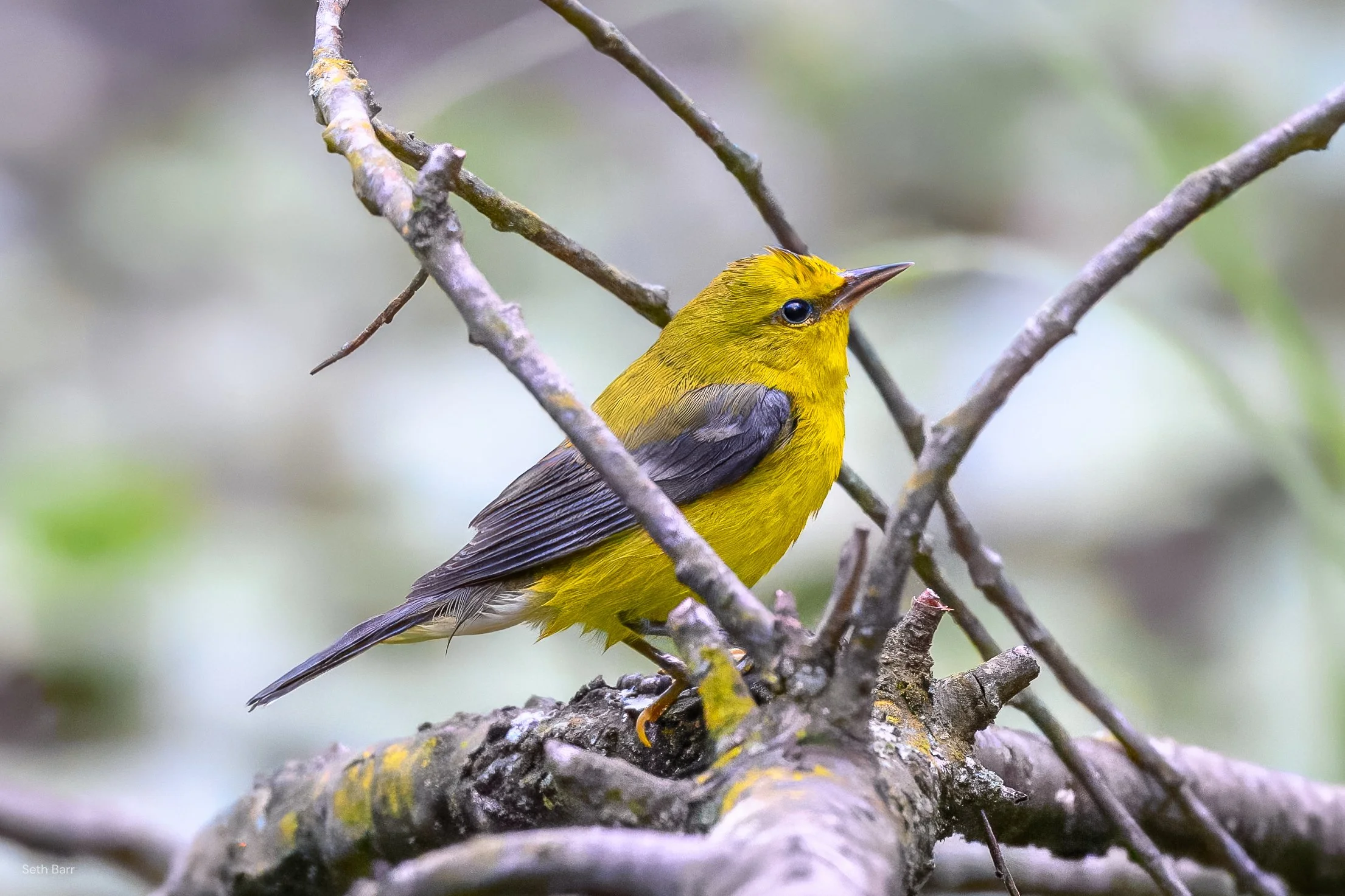 Blue-Winged Warbler