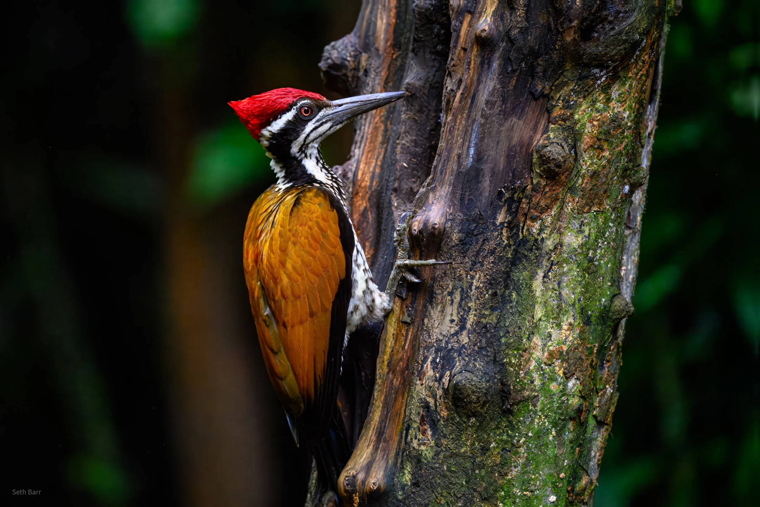 Greater Flameback