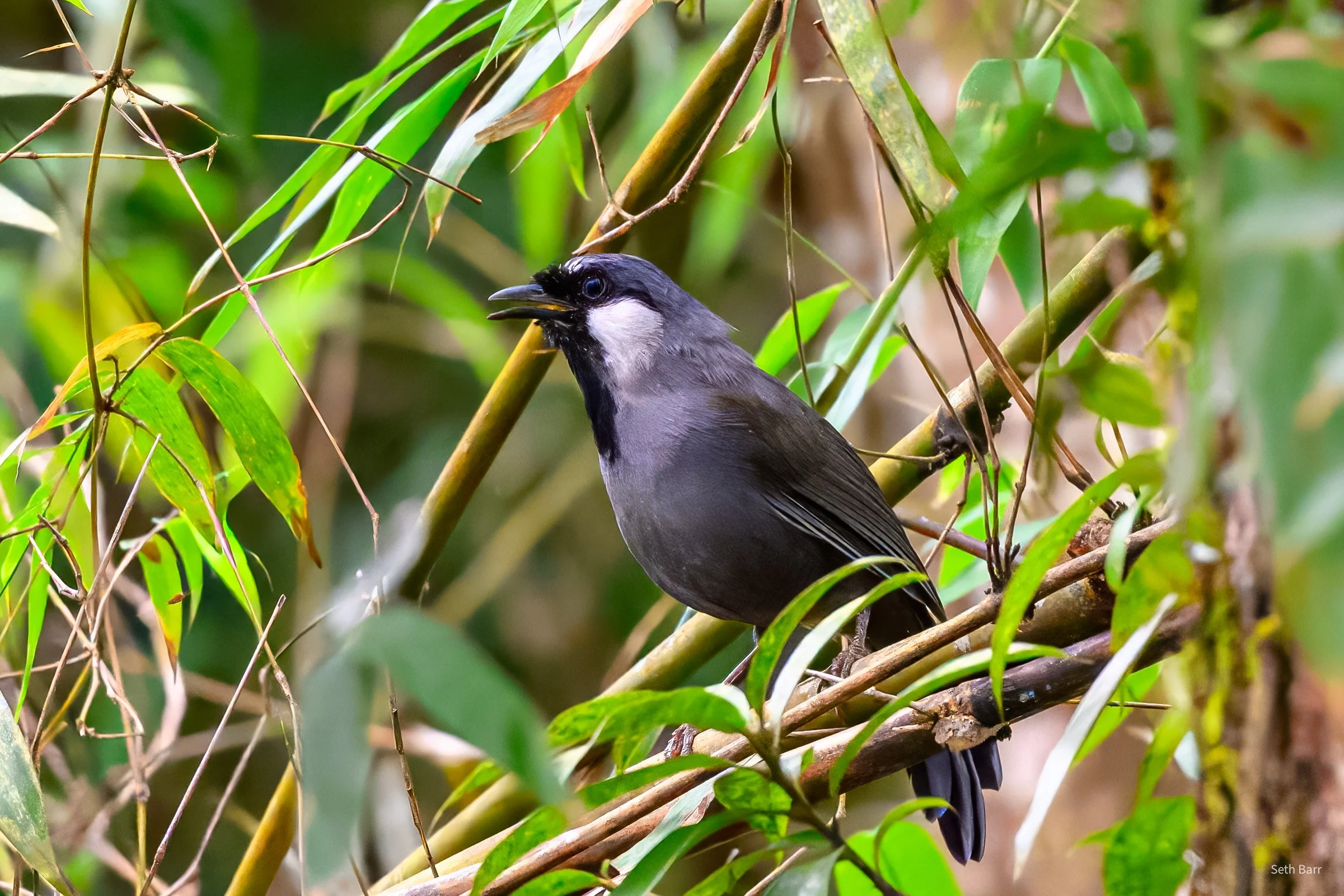 Black-Throated Laughingthrush
