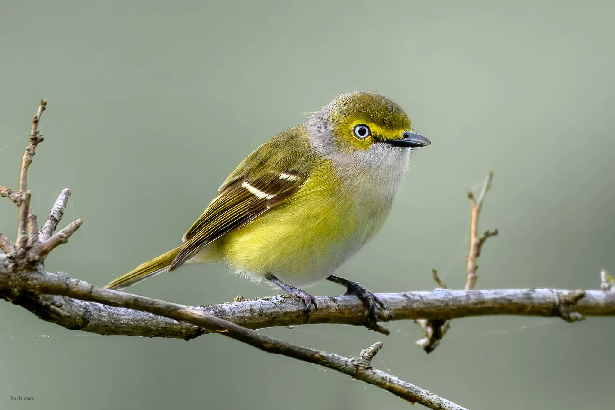 White-Eyed Vireo