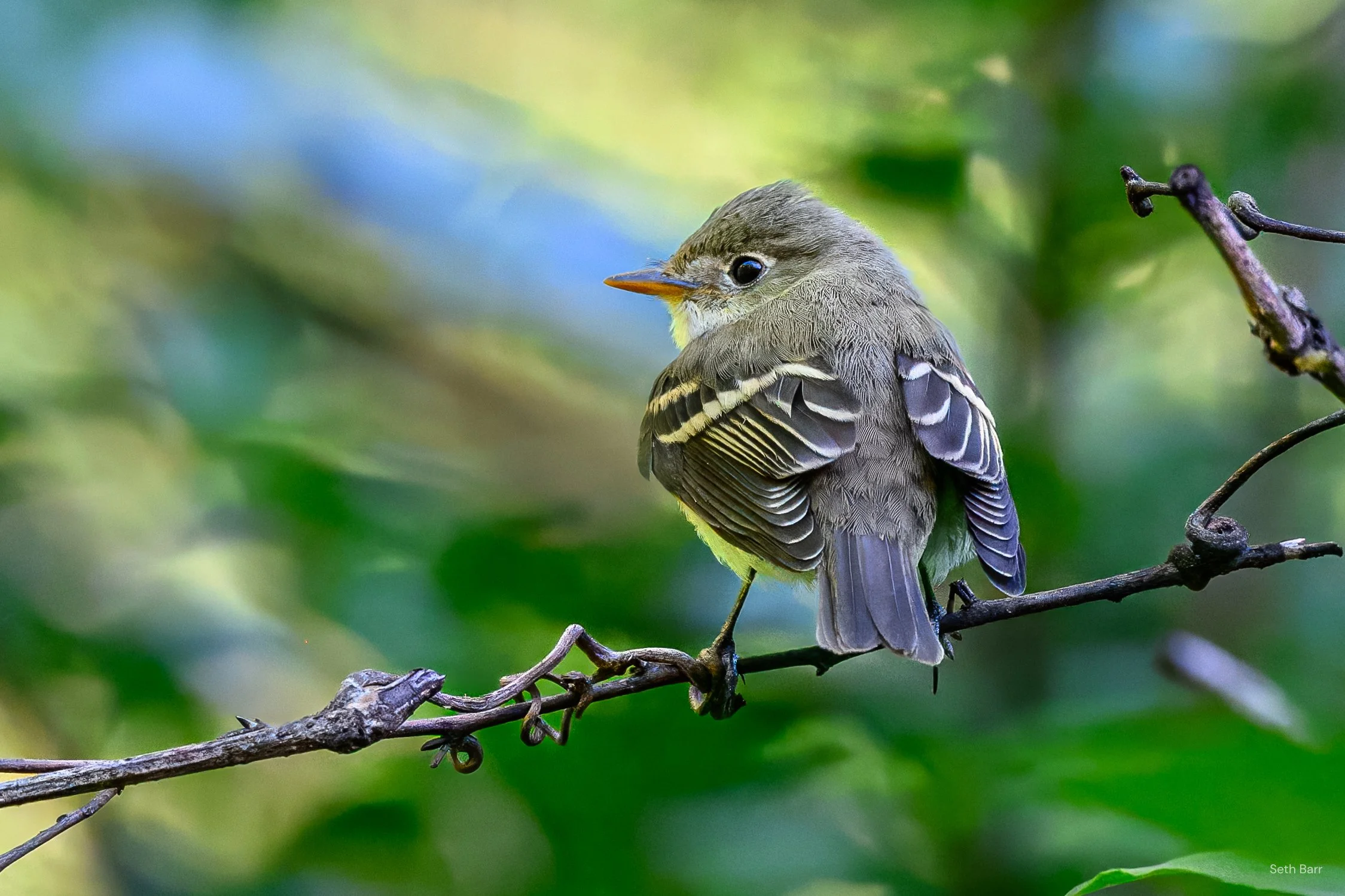 Least Flycatcher