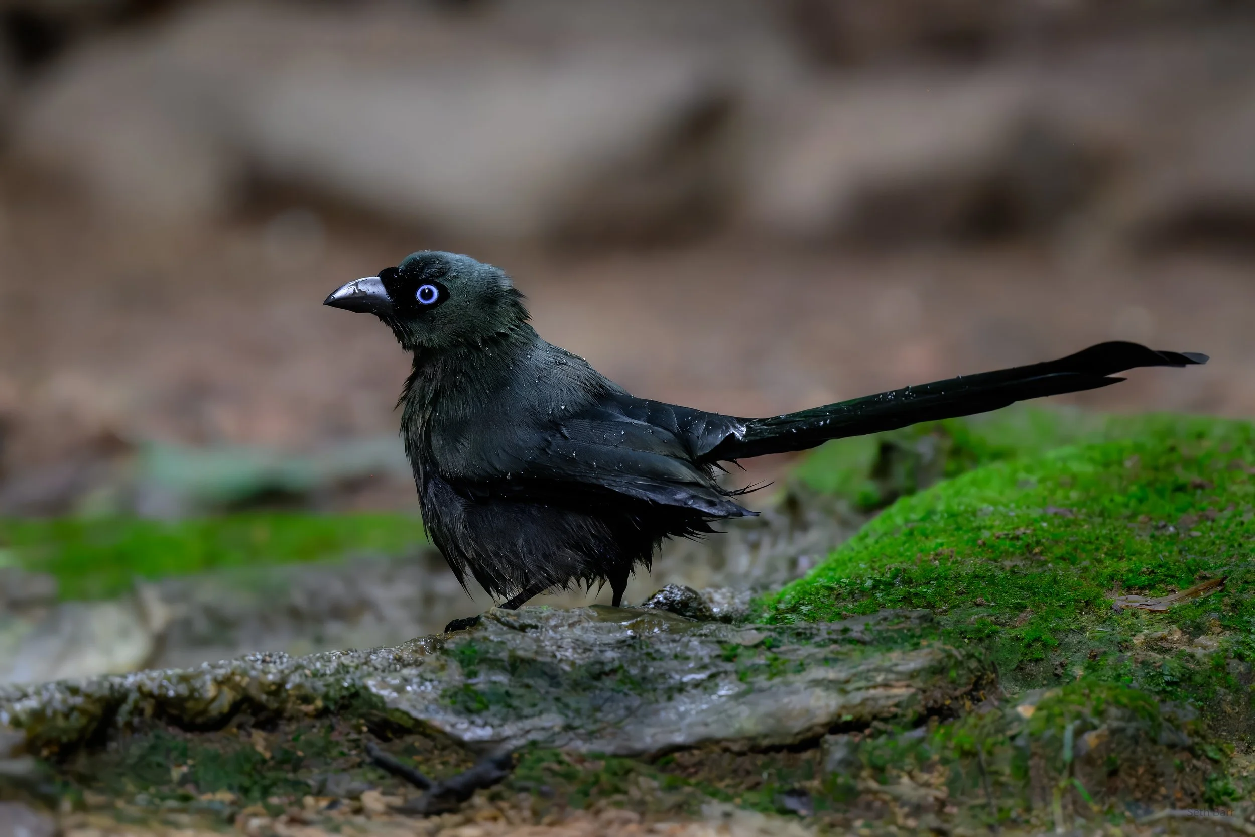Racket Trailed Treepie