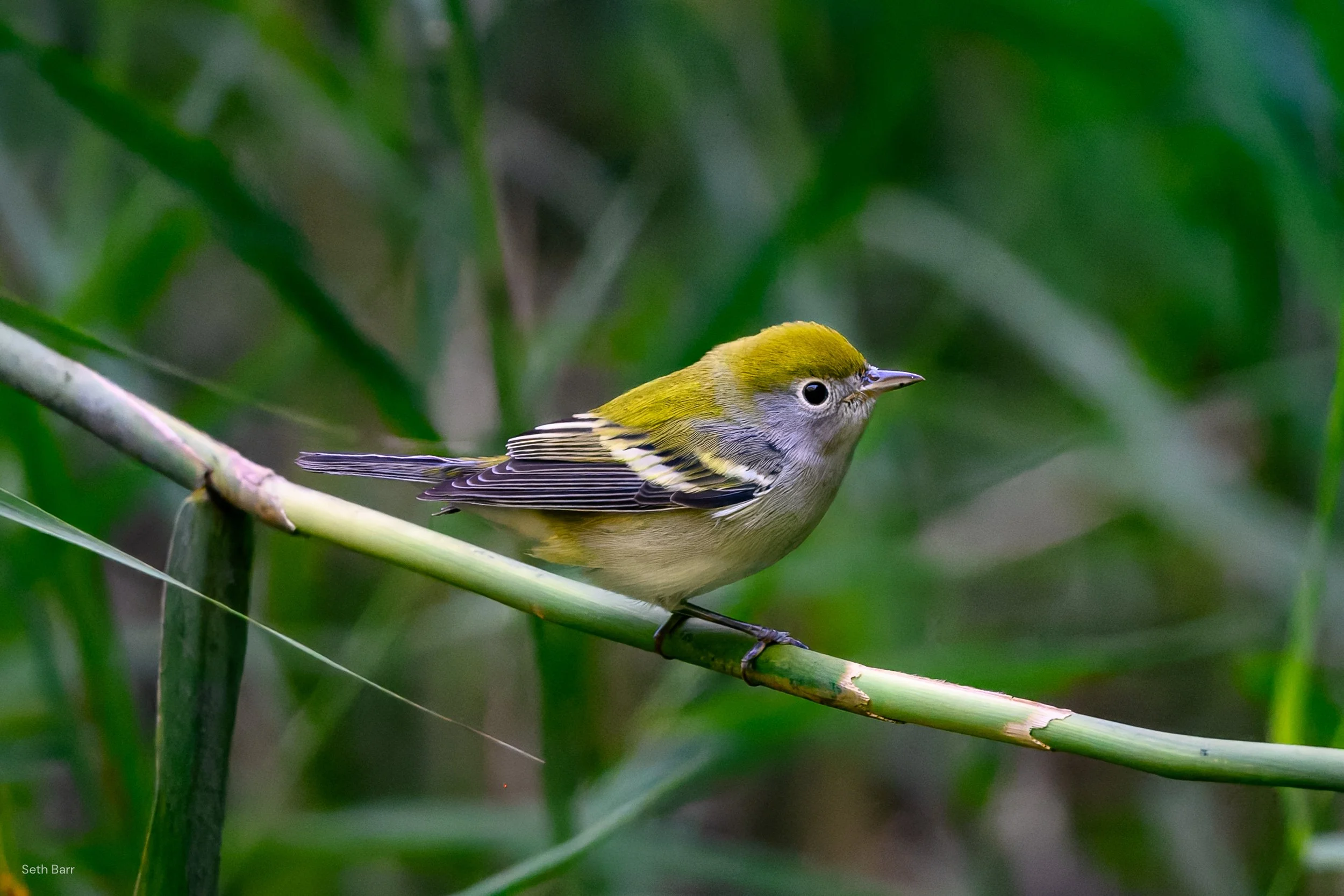 Chestnut-Sided Warbler