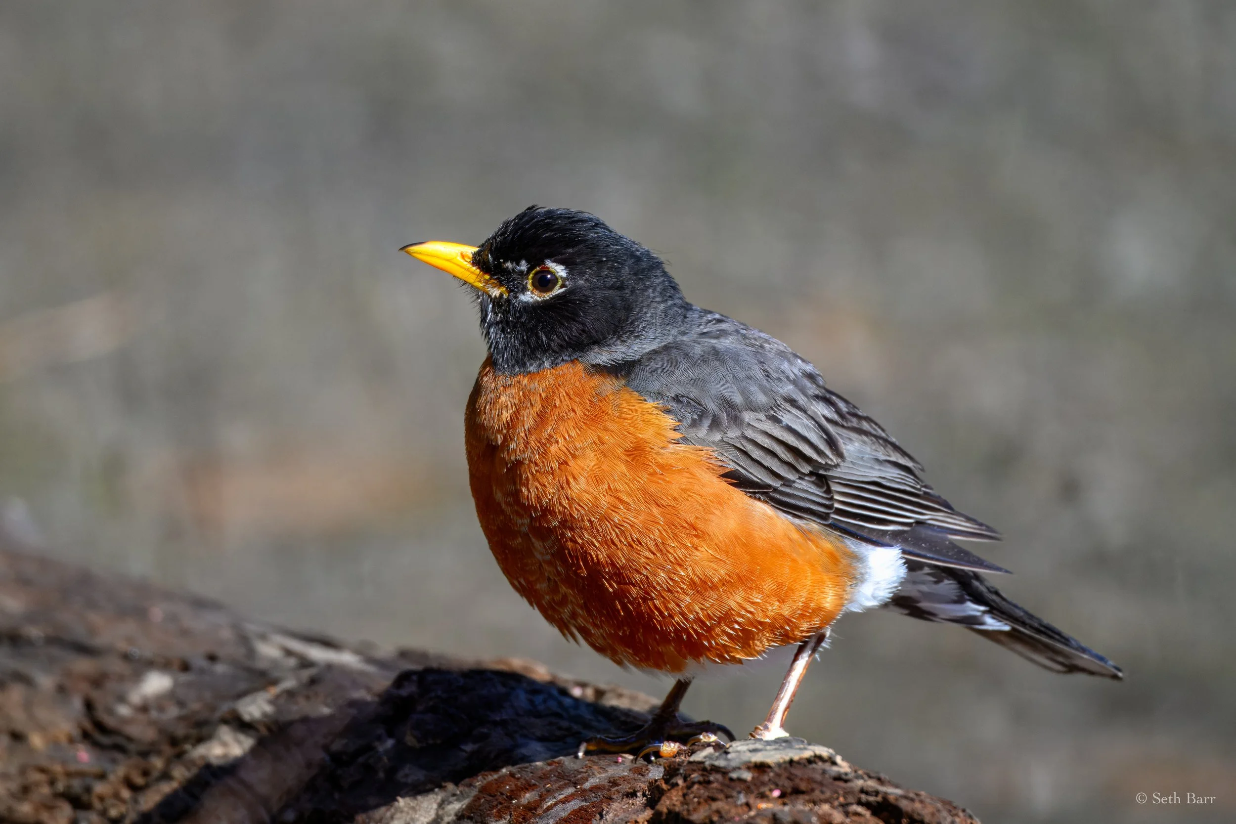 American Robin