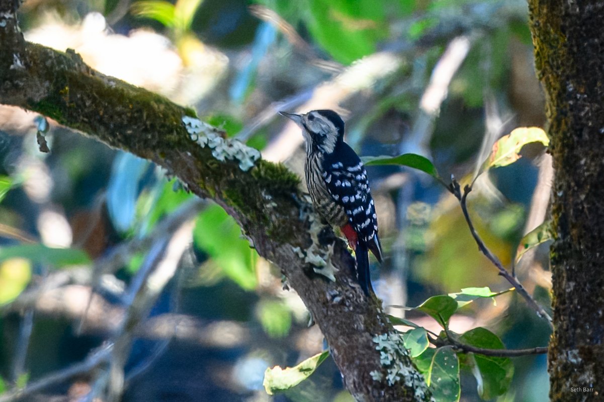 Stripe-Breasted Woodpecker