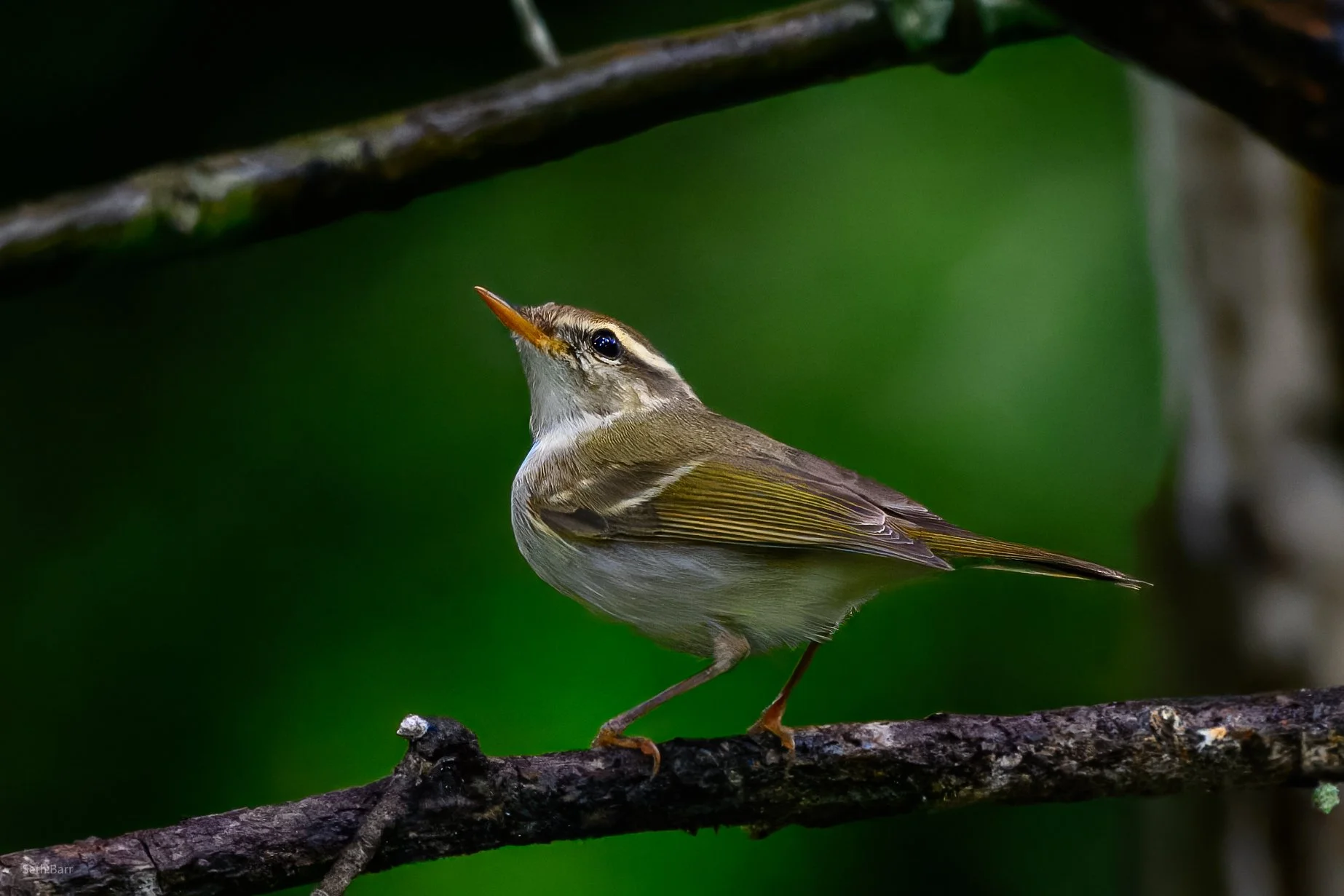 Two-Barred Warbler