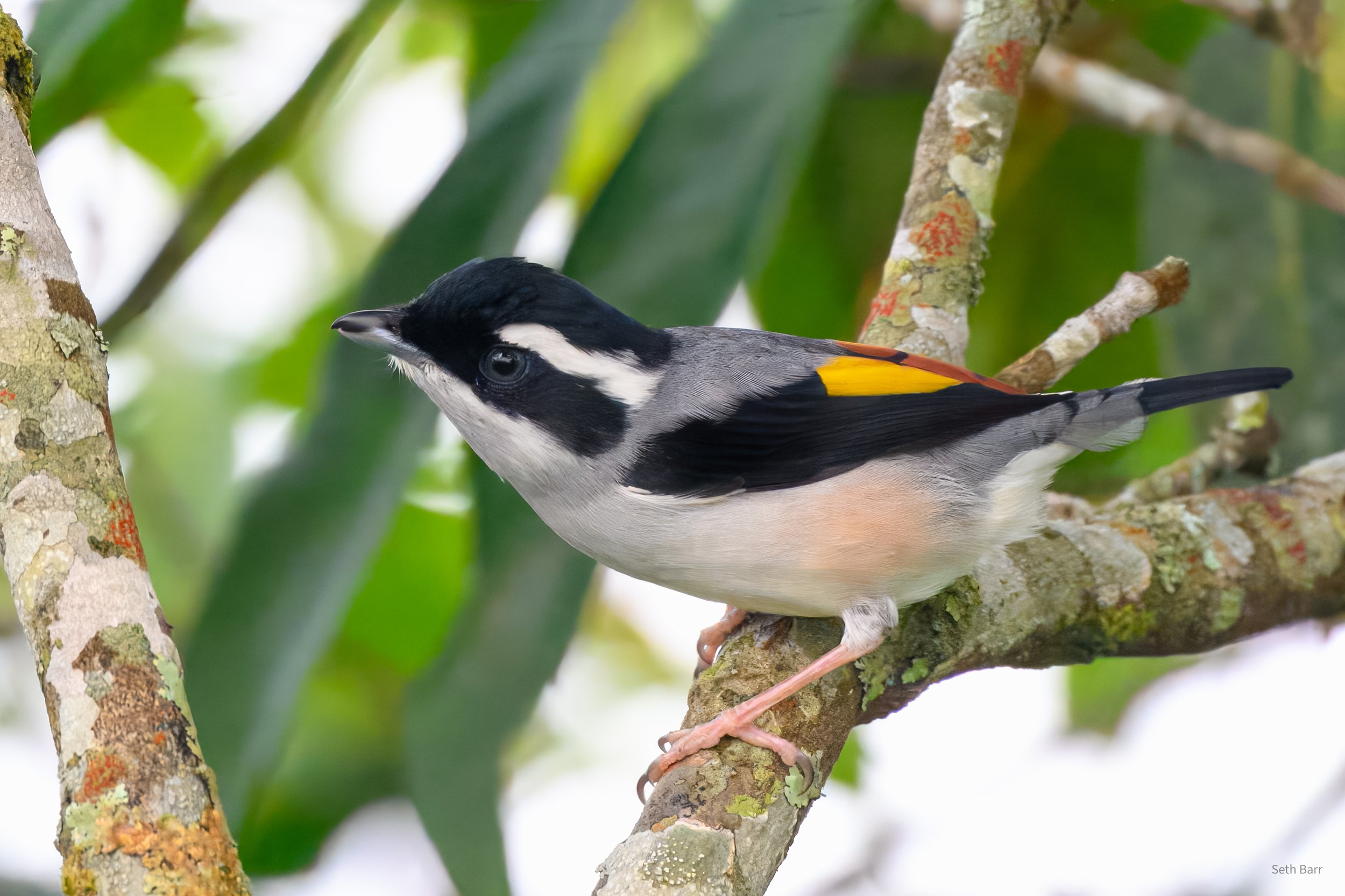 White-Browed Shrike Babbler