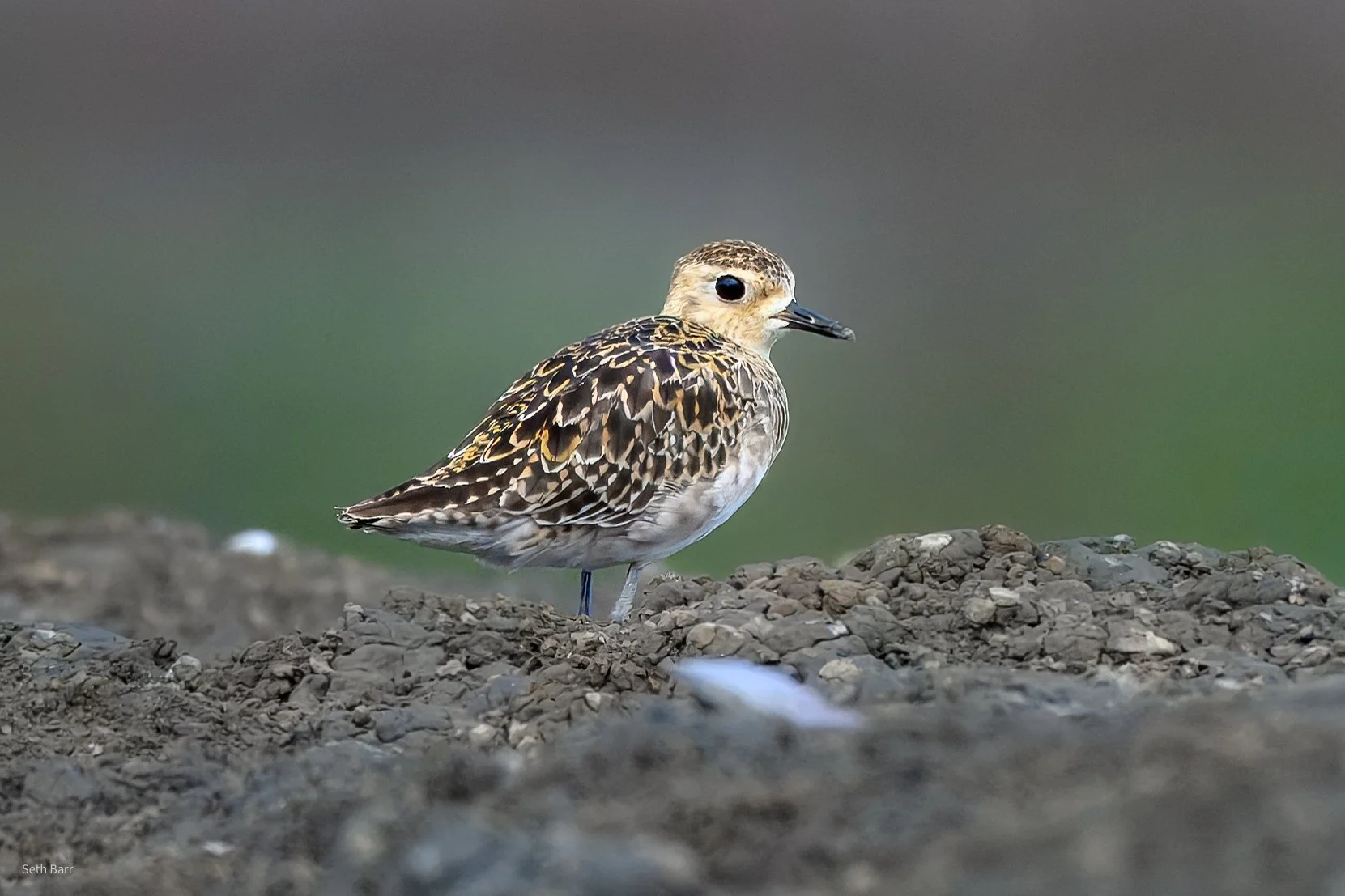 Pacific Golden Plover