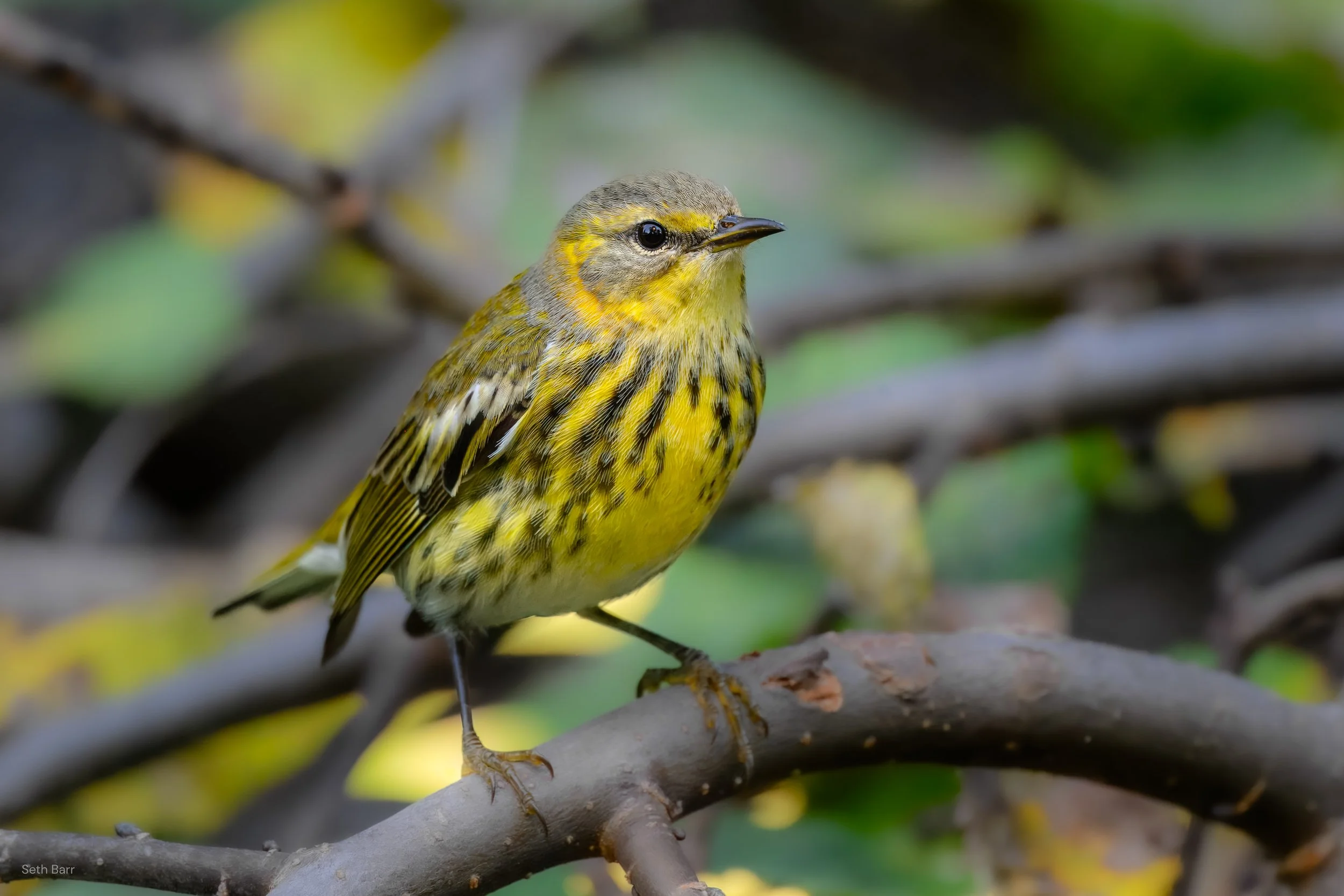 Cape May Warbler