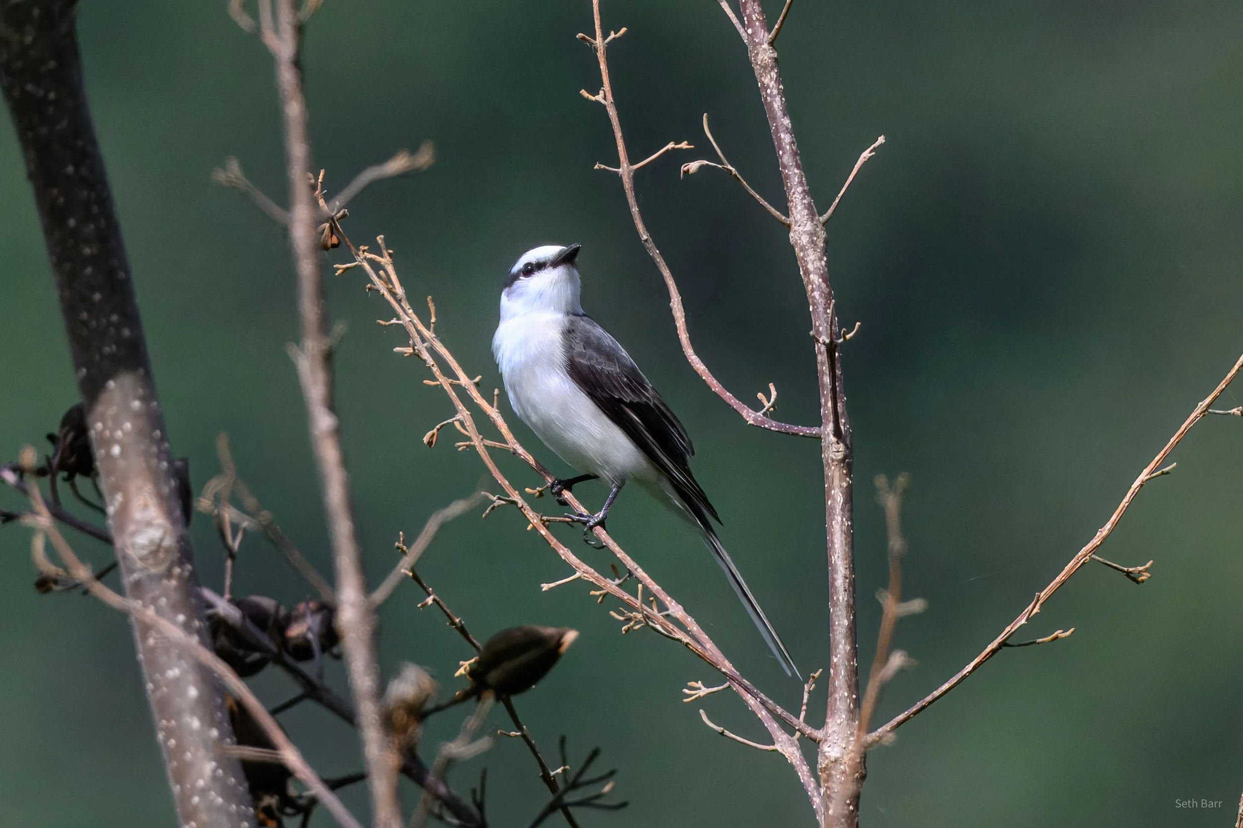 Brown-Rumped Minivet - Shaanxi Province