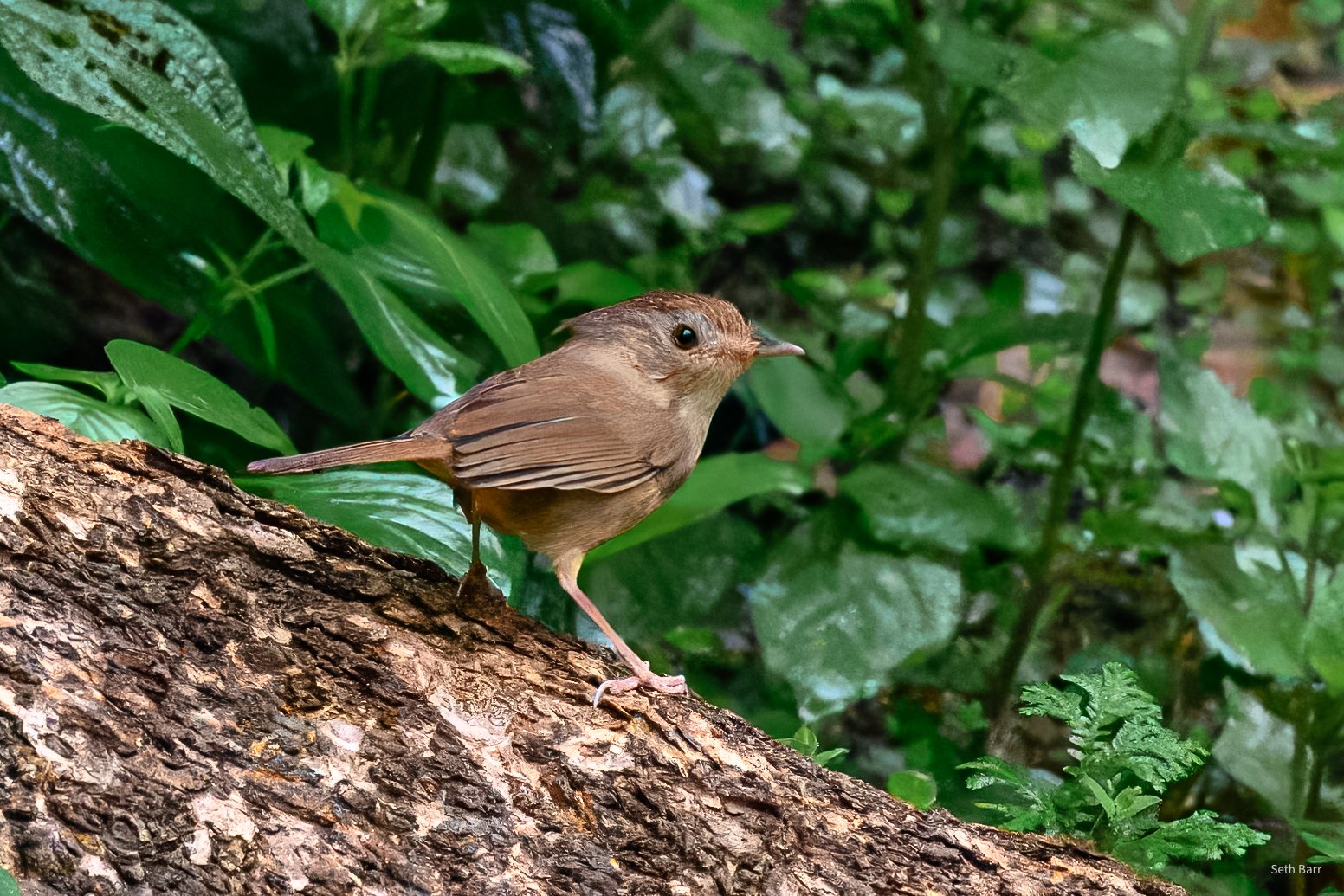 Buff_Breasted_Babbler_Nov_15_2025_Thailand.jpg