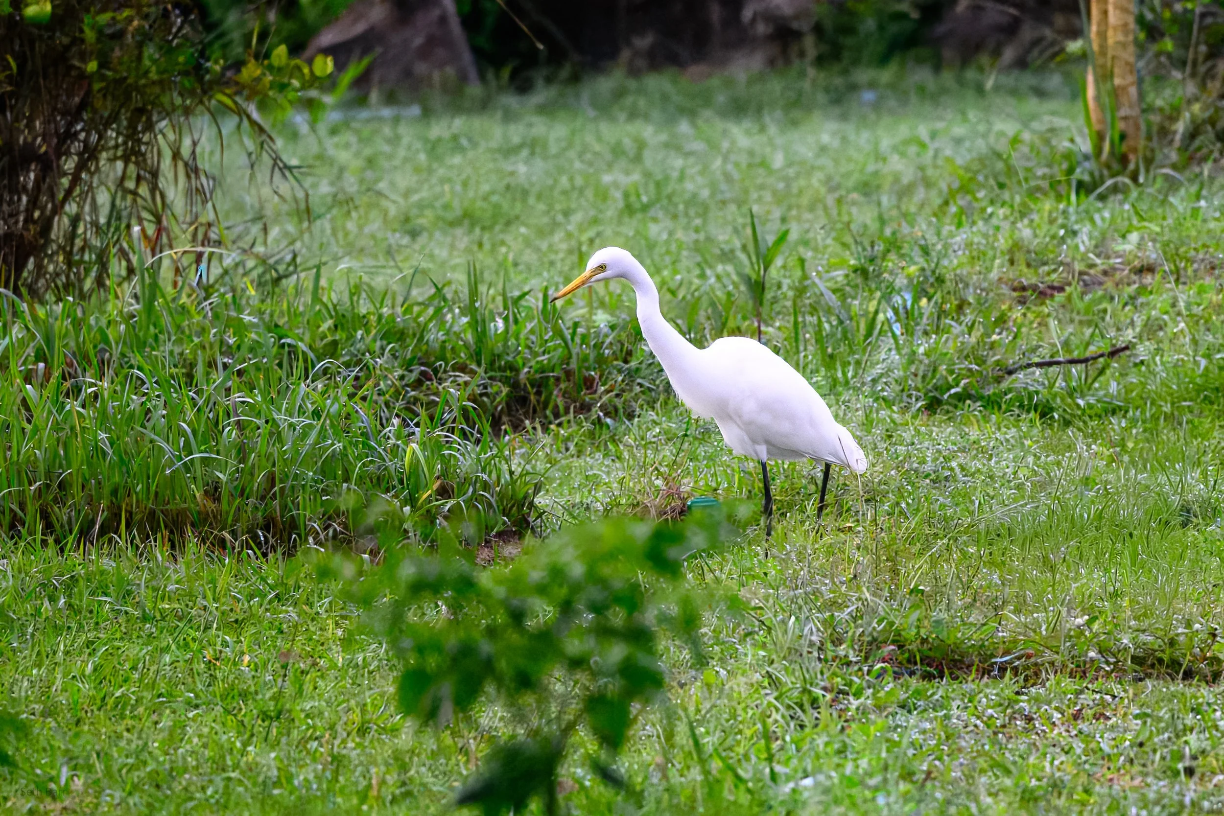 Medium Egret