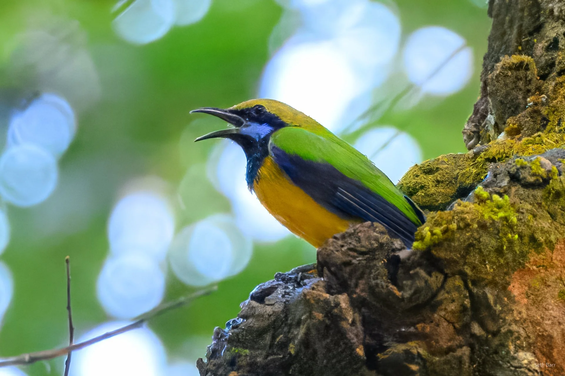 Orange-Bellied Leafbird