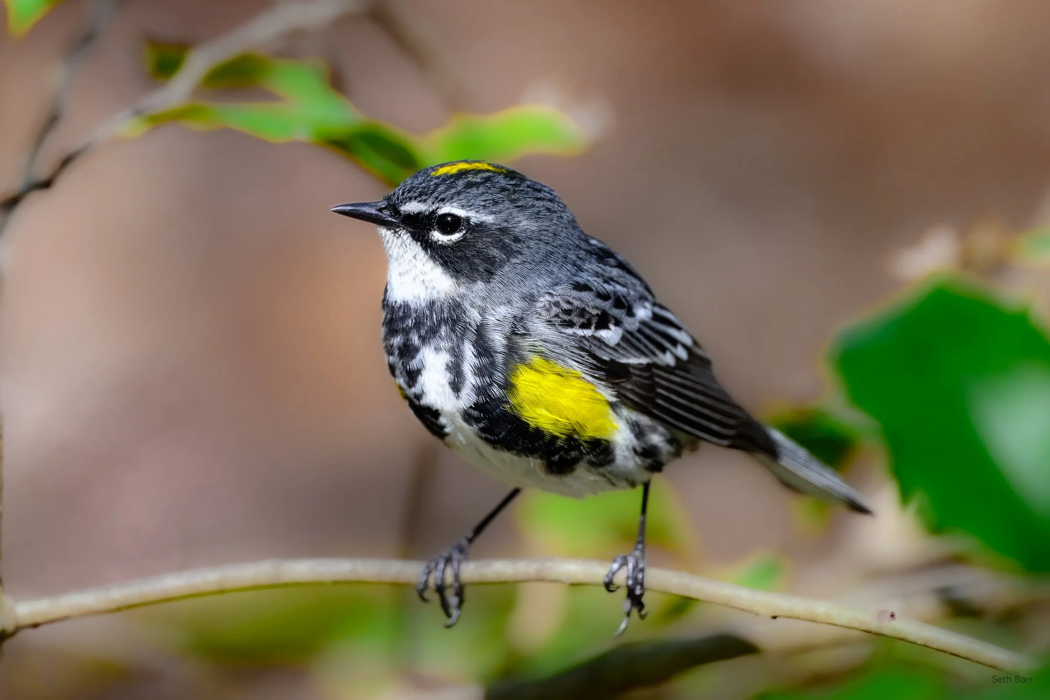 Yellow-Rumped Warbler