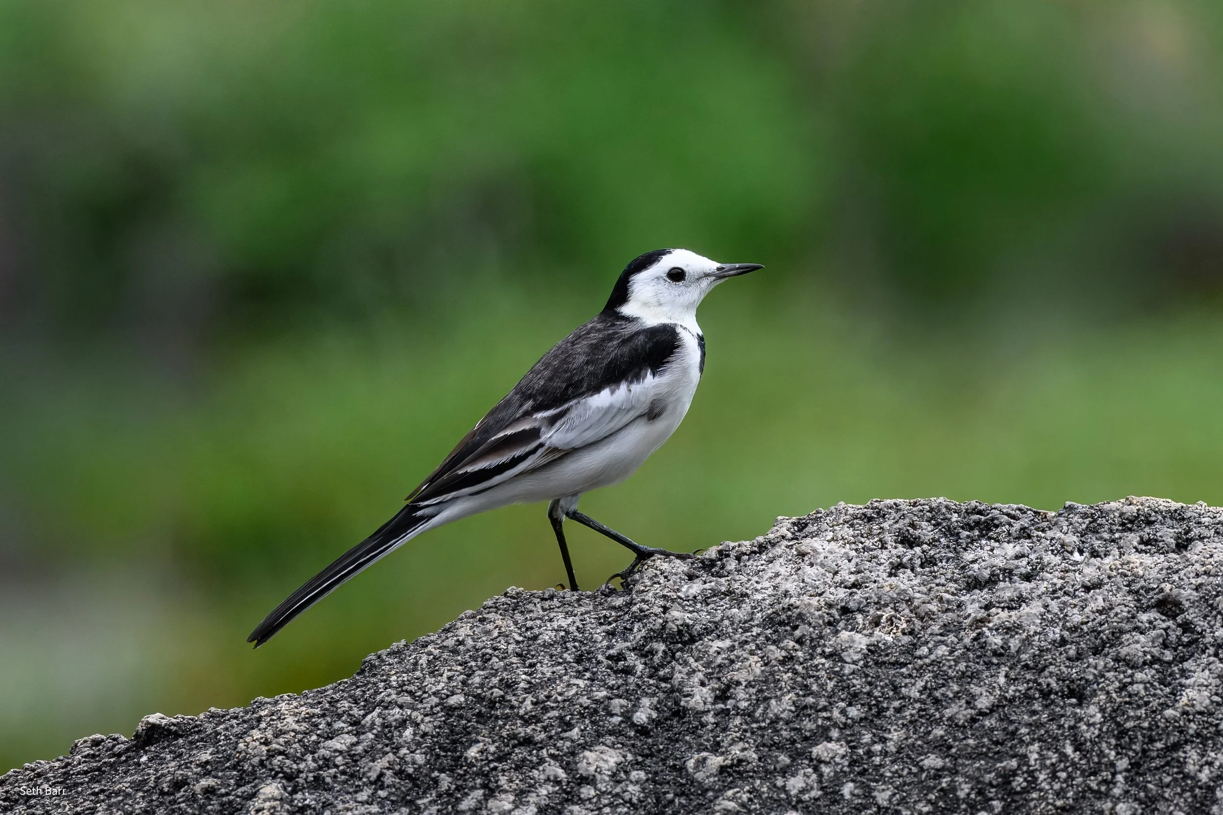 White Wagtail