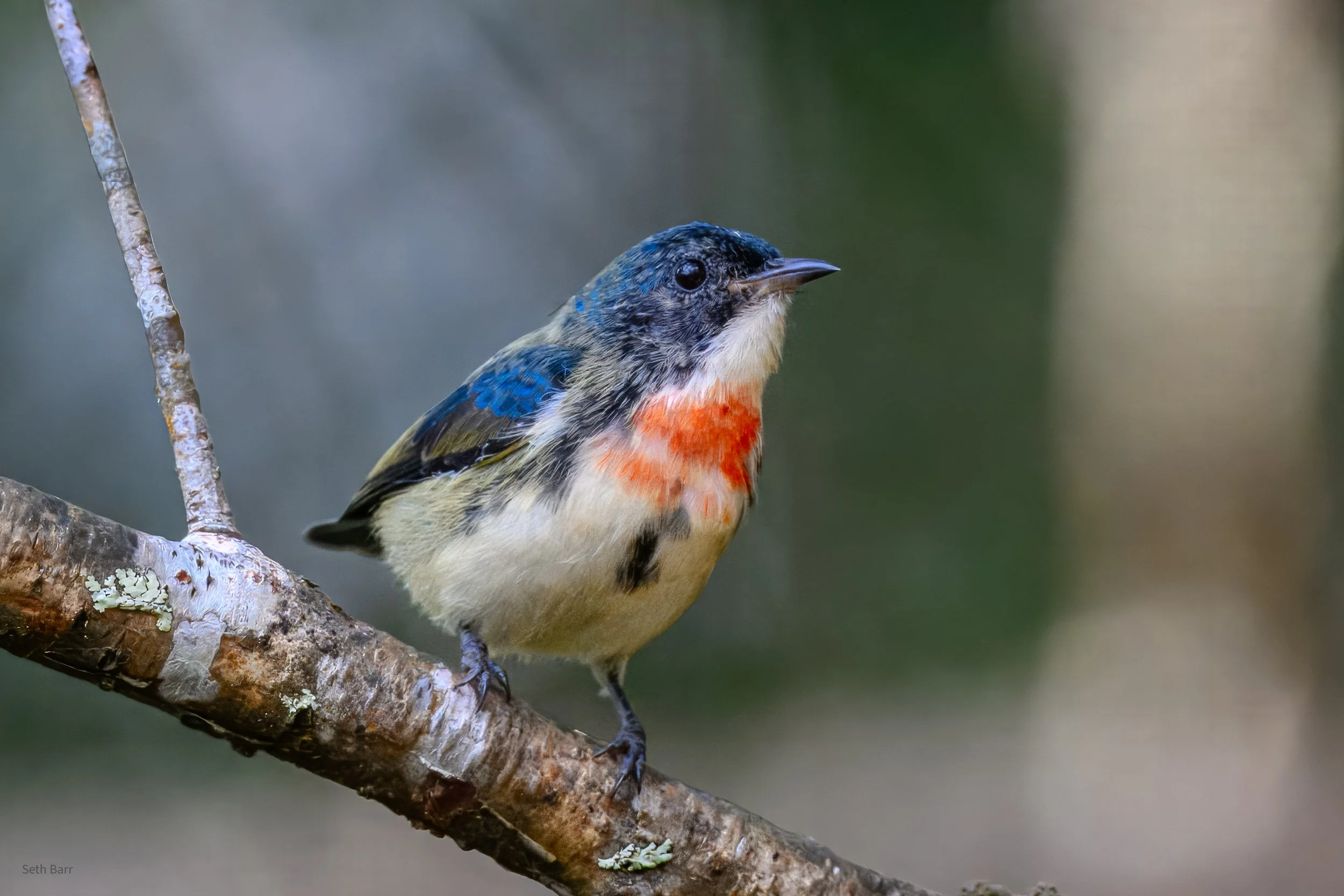 Fire-Breasted Flowerpecker