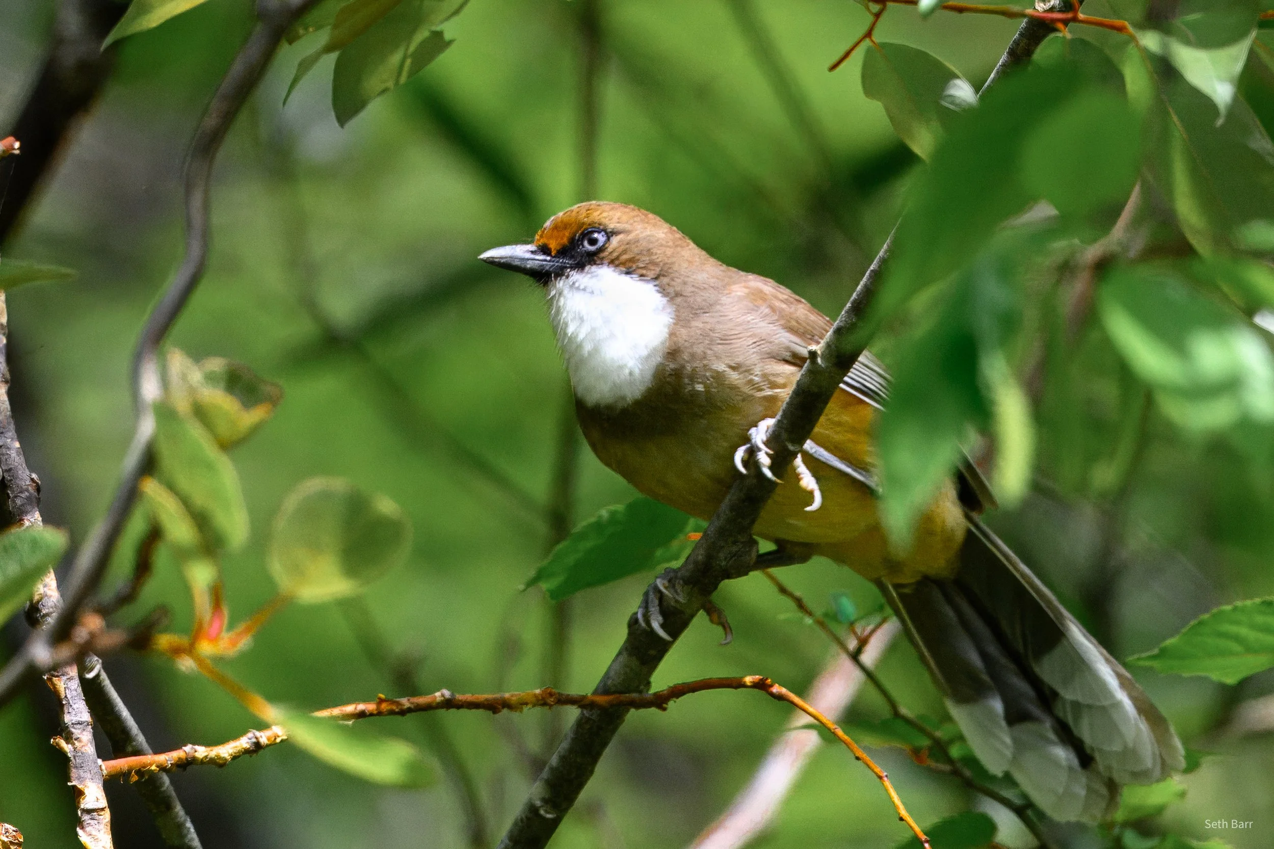 White Throated Laughingthrush - Shaanxi Province