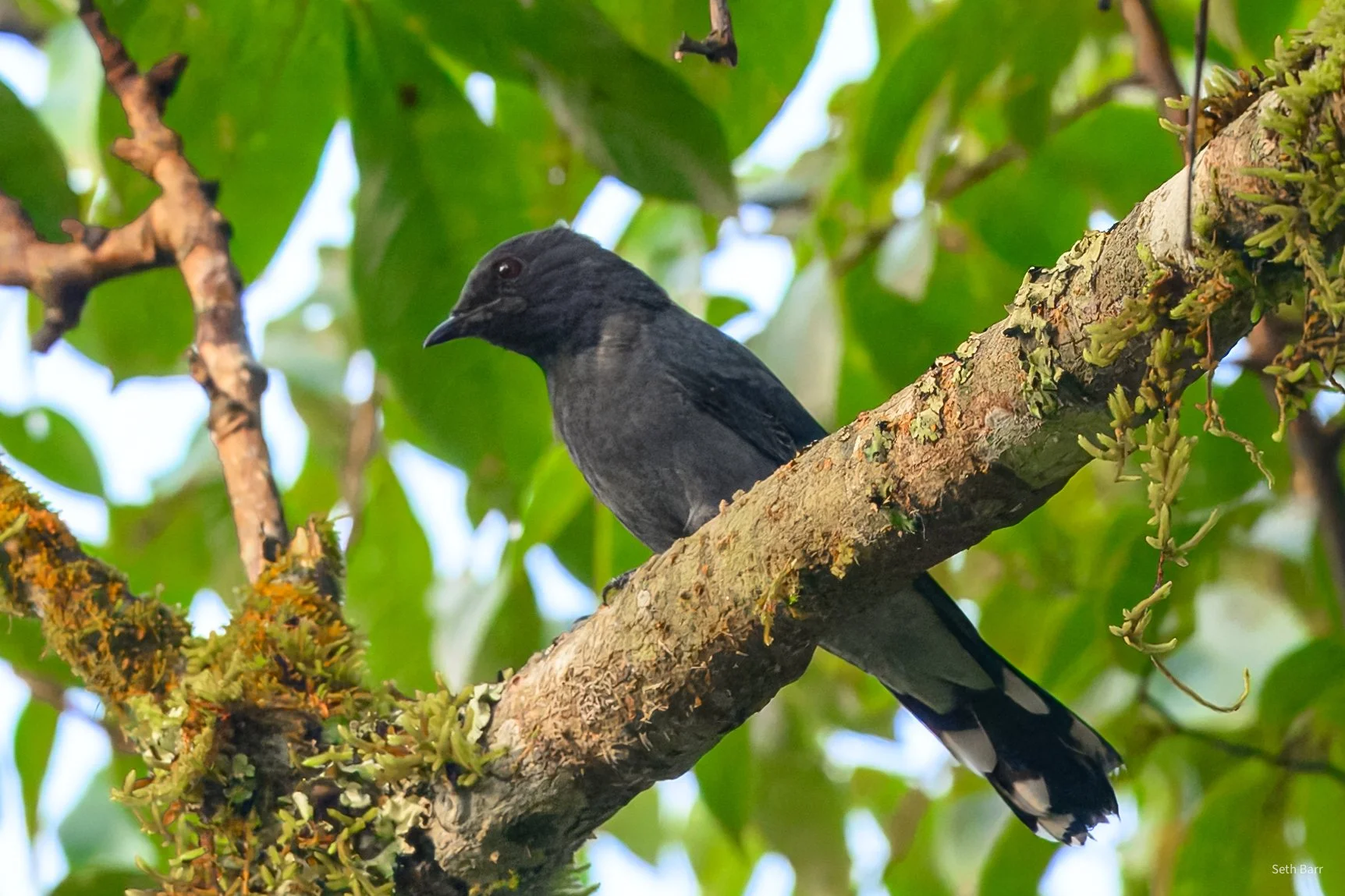 Black-Winged Cuckooshrike