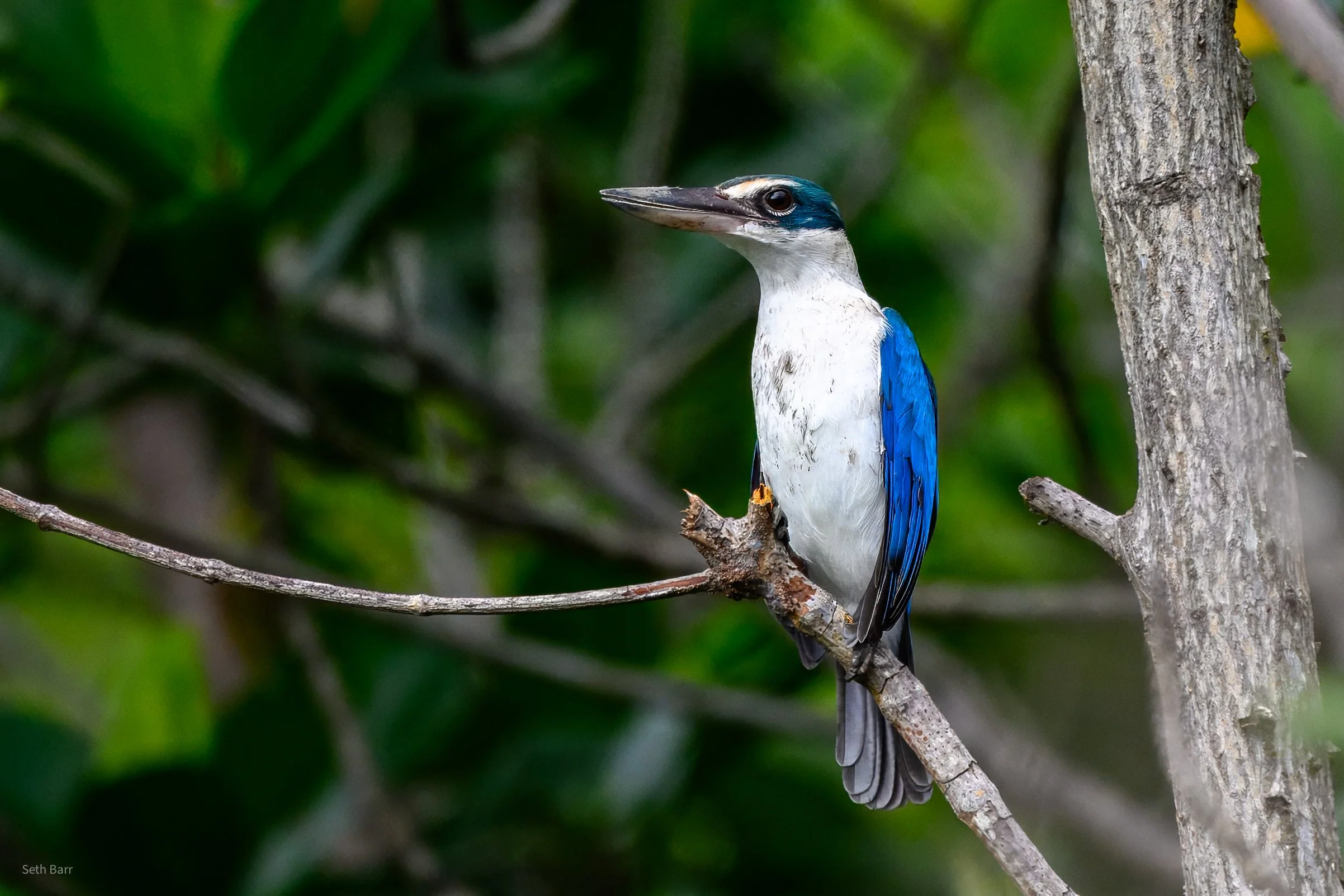 Collared Kingfisher