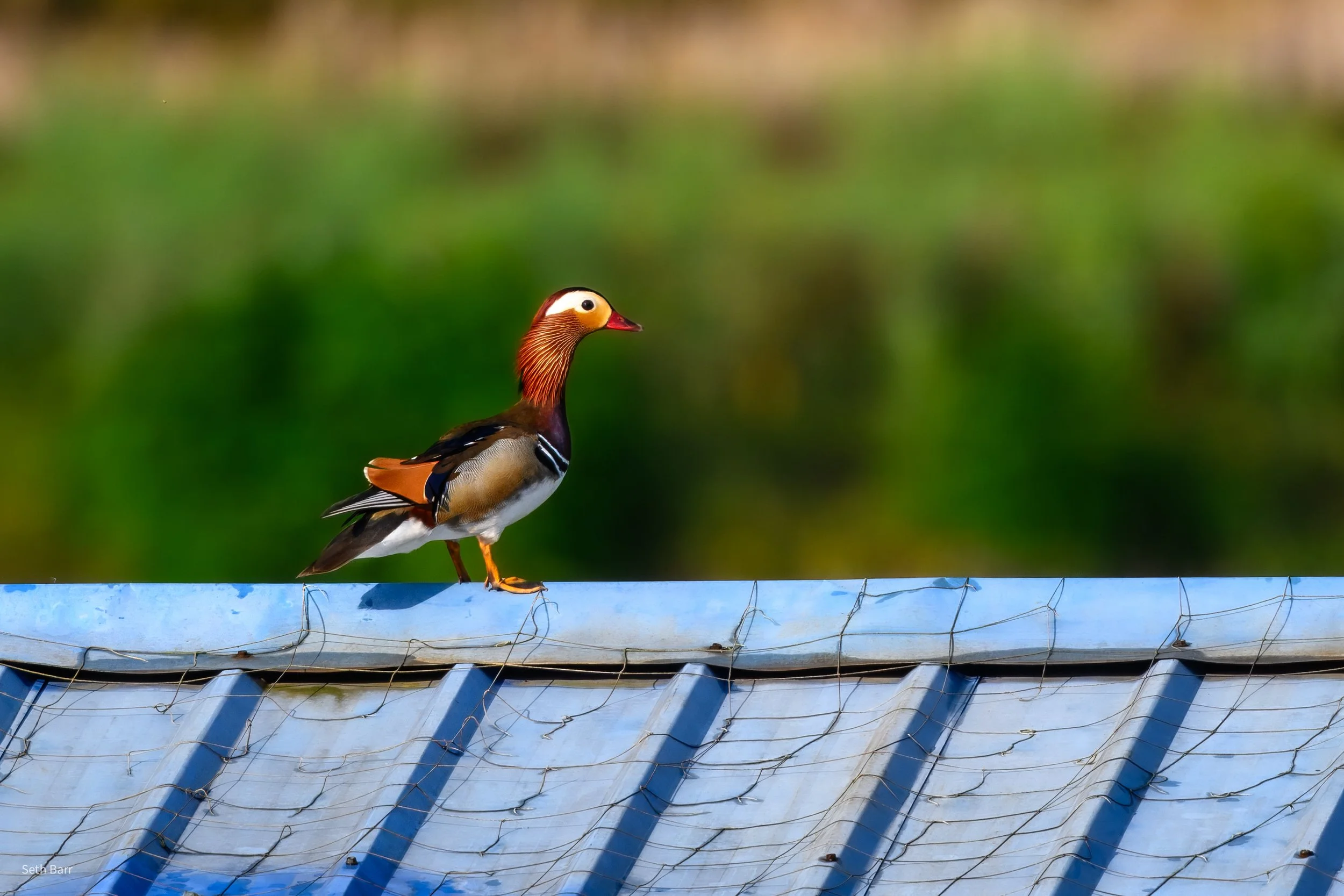Mandarin Duck - Shaanxi Province