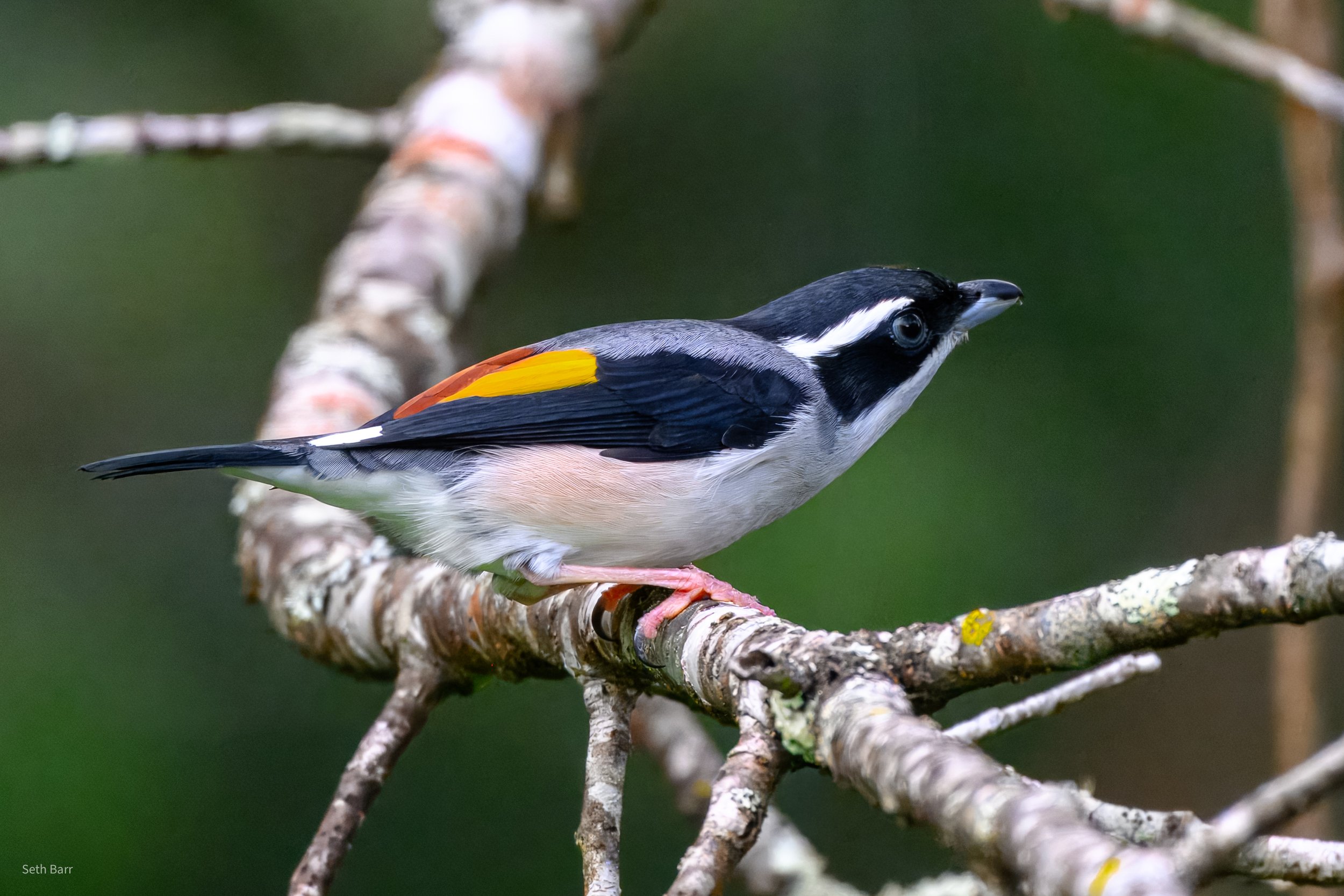 White-Browed Shrike Babbler