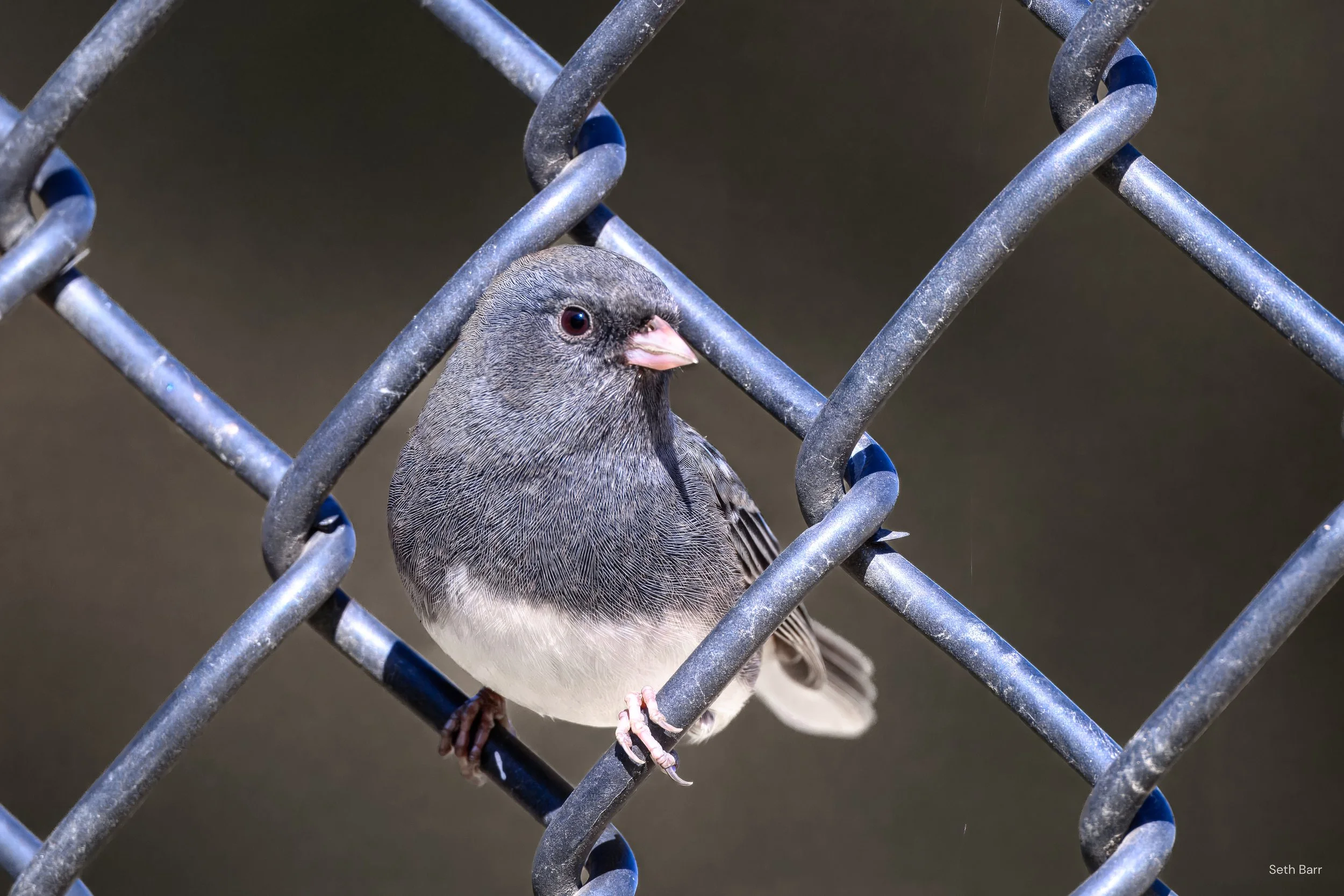 Dark-Eyed Junco