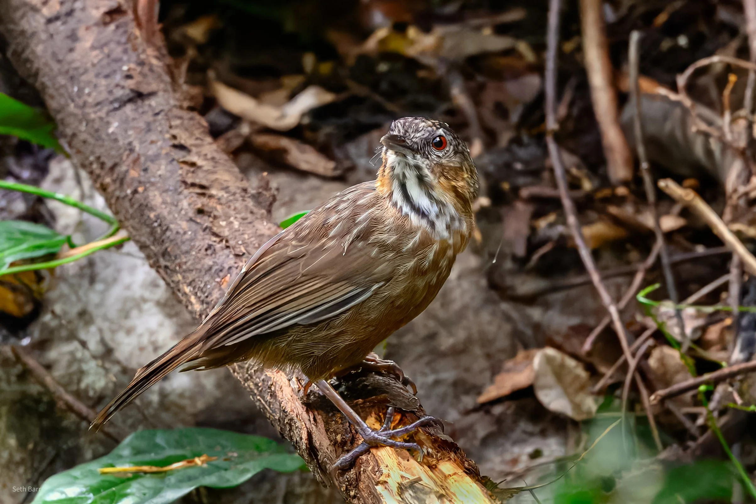 Rufous Limestone Babbler