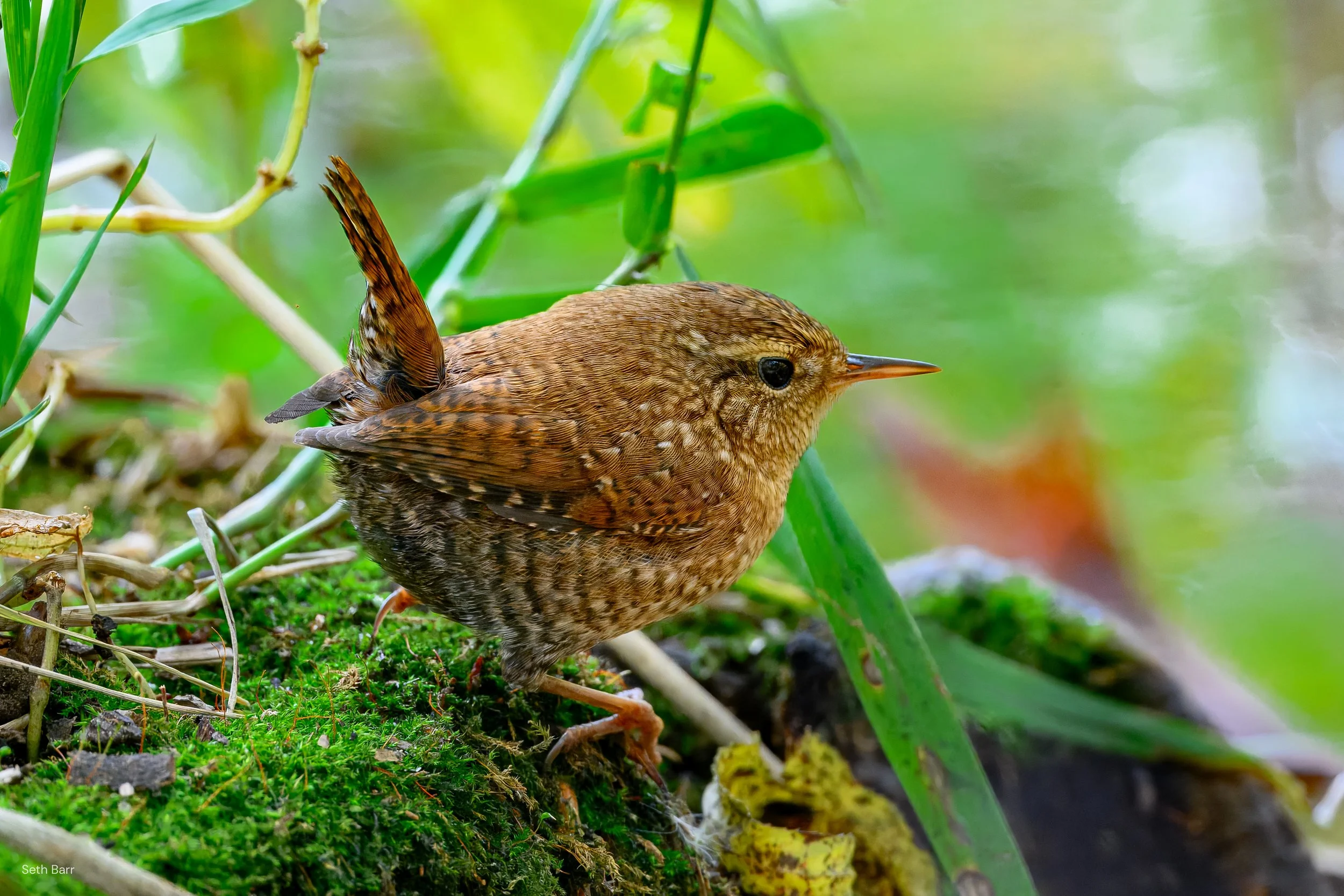 Winter Wren