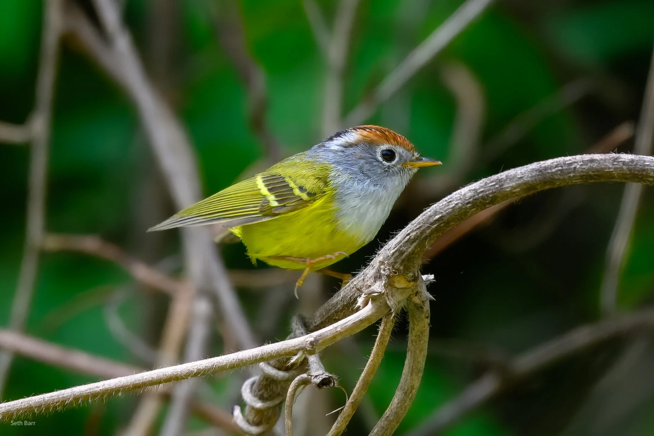 Chestnut-Crowned Warbler - Shaanxi Province