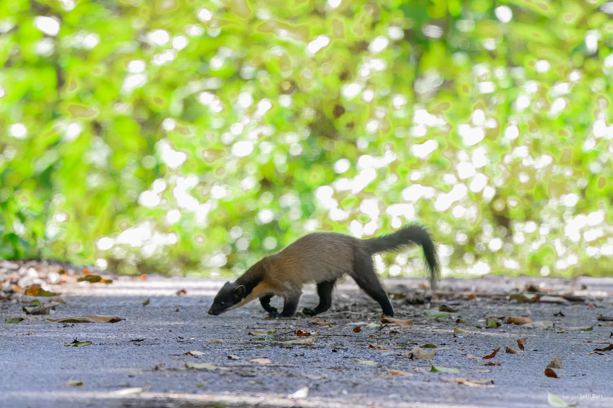 Yellow-Throated Marten