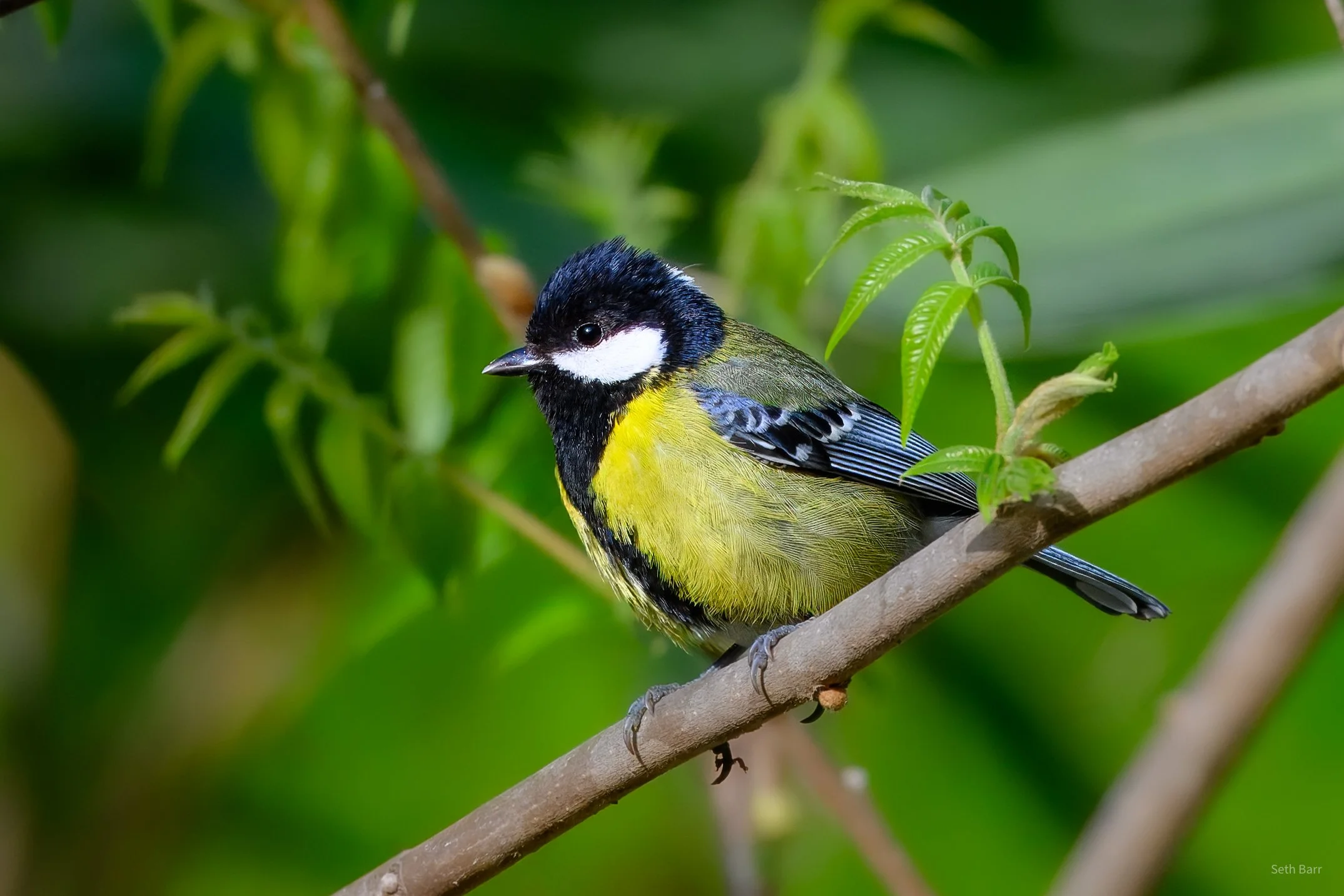 Green Backed Tit - Shaanxi Province