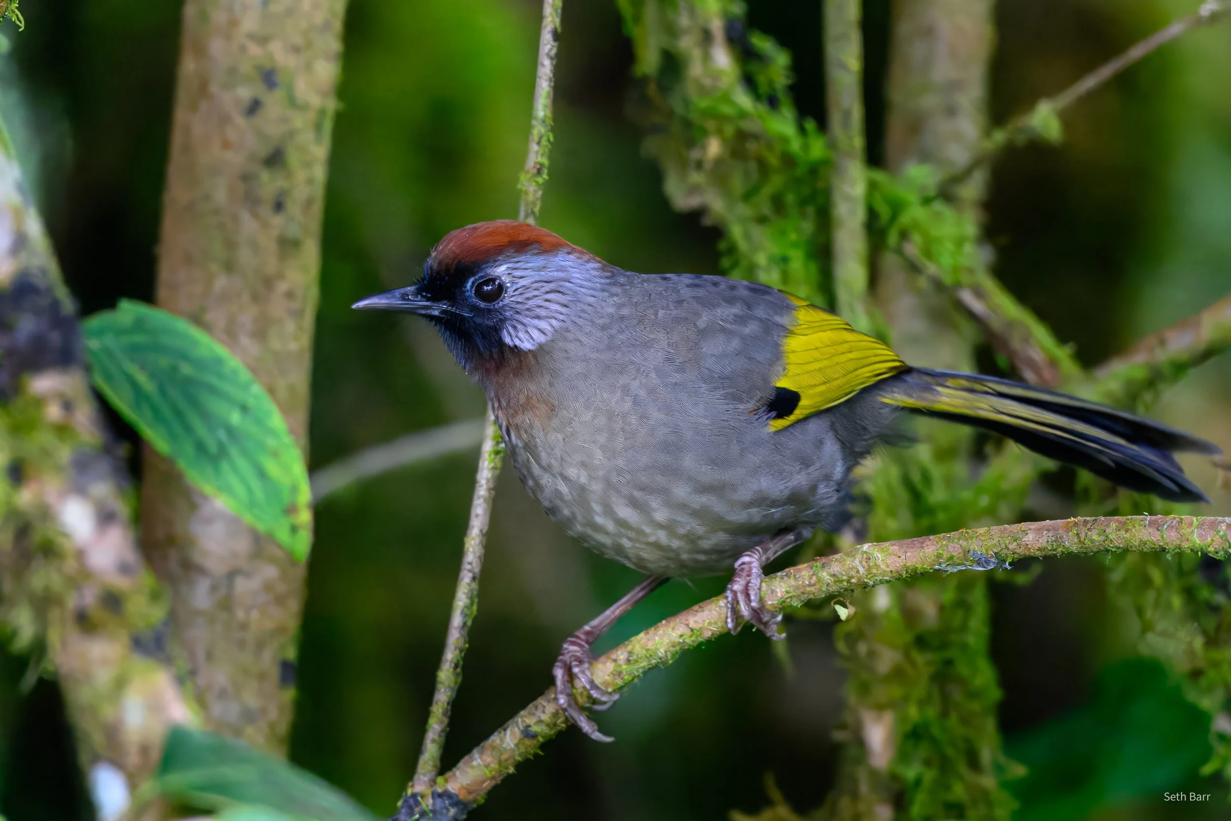 Silver-Eared Laughingthrush