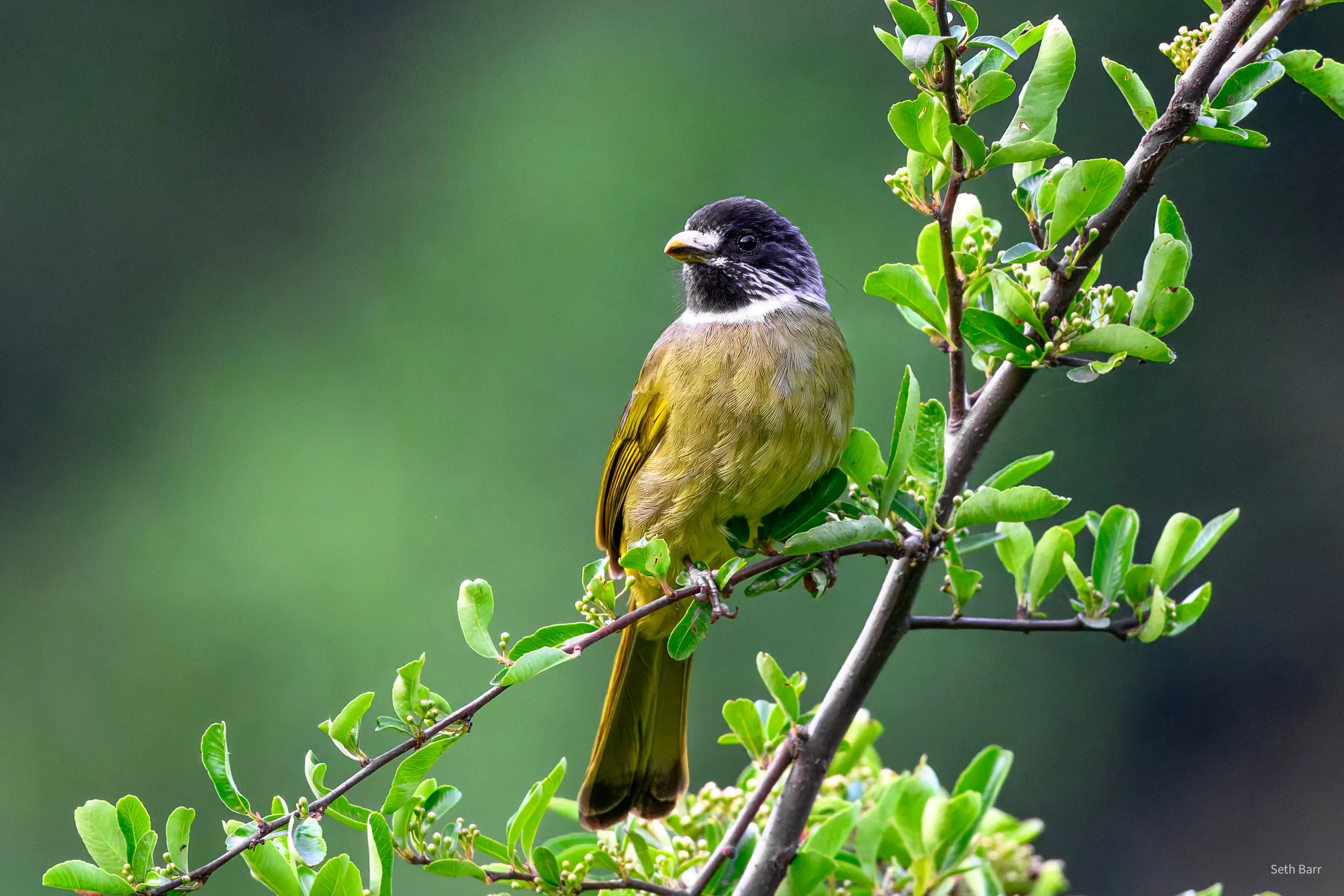 Collared Finchbill - Shaanxi Province