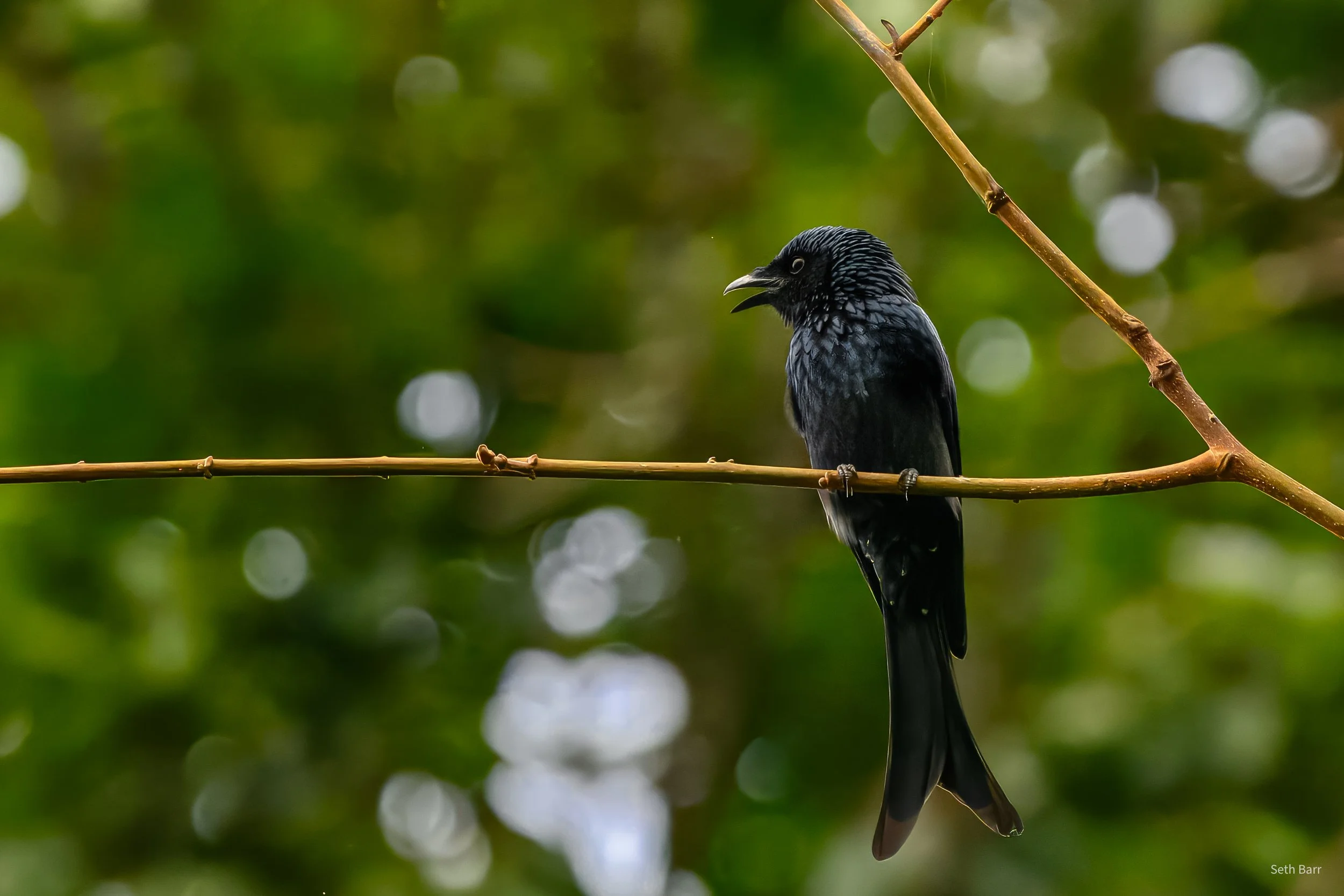 Bronzed Drongo