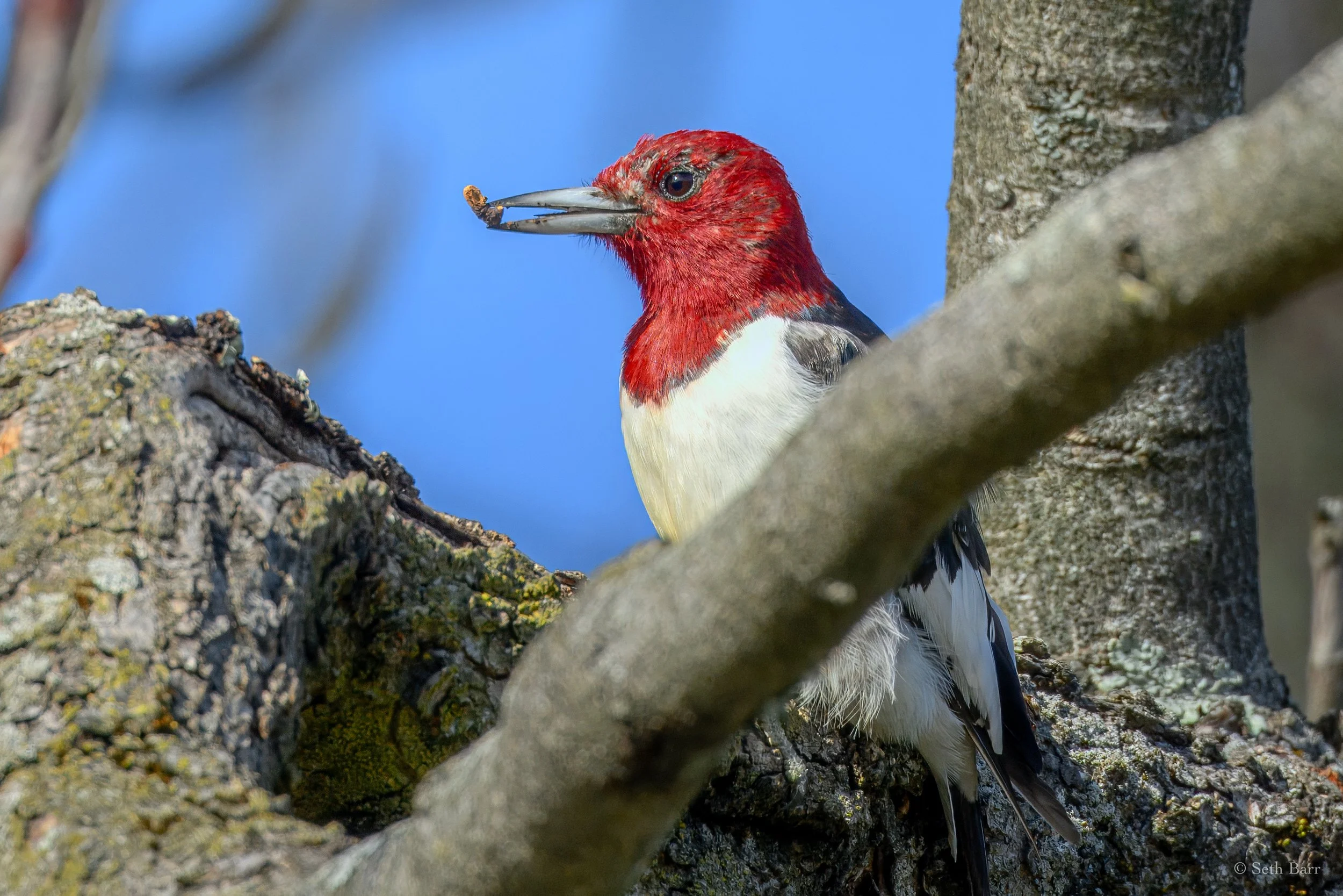 Red-Headed Woodpecker
