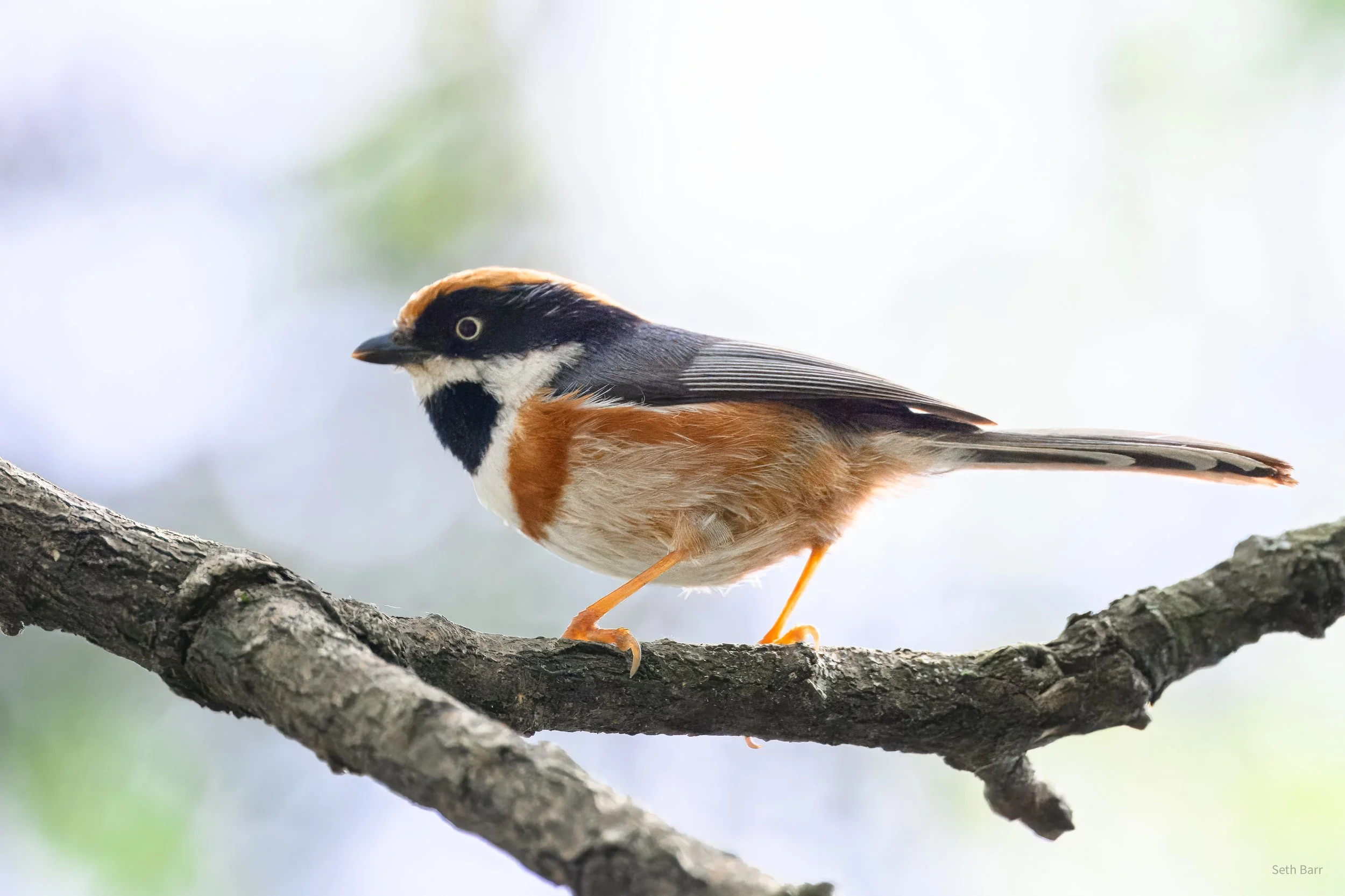 Black-Throated Tit - Shaanxi Province