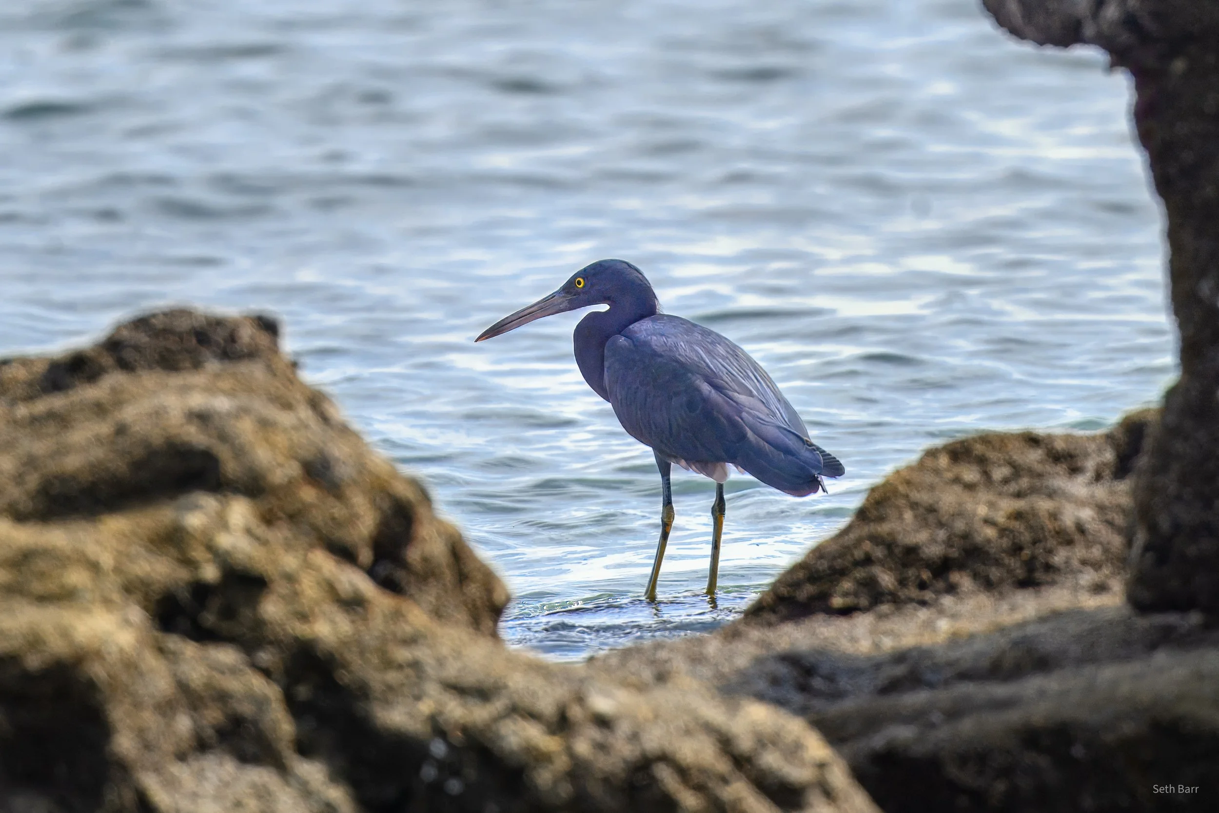 Pacific Reef Heron