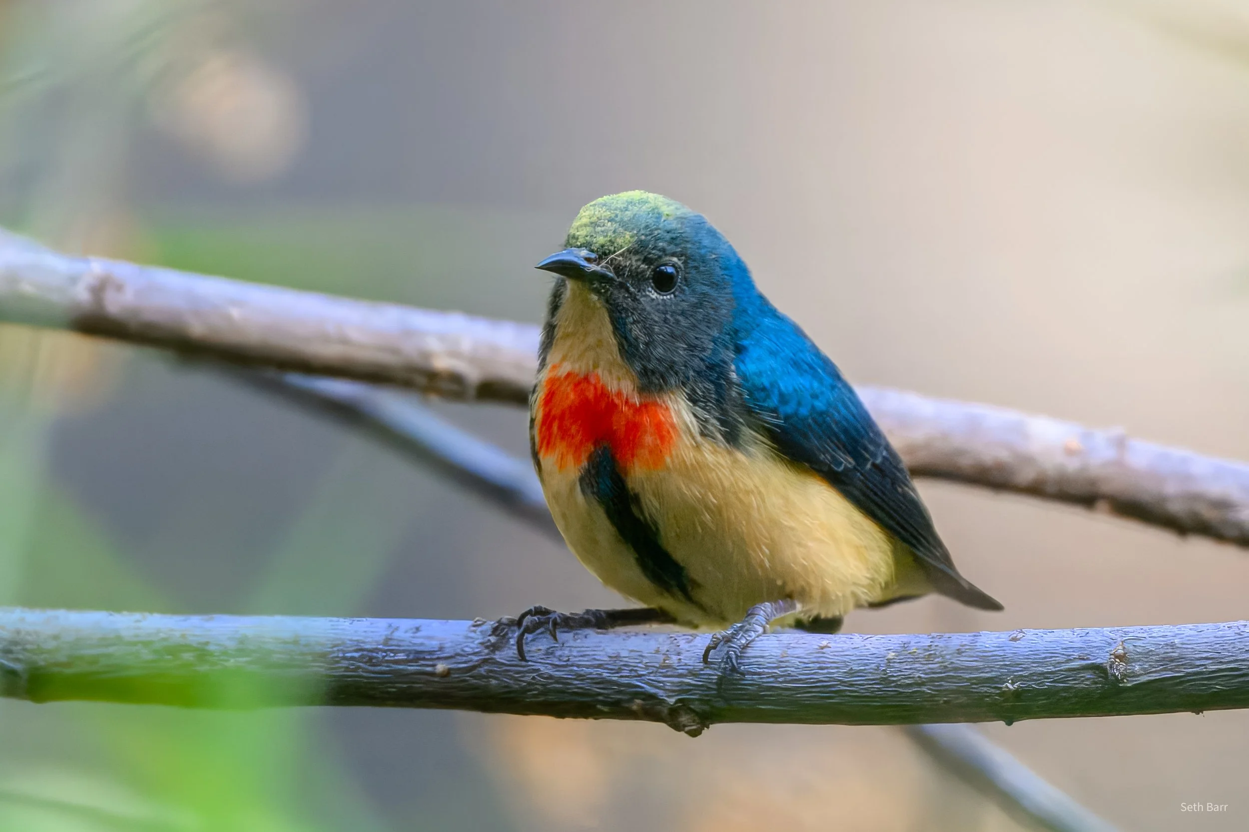 Fire-Breasted Flowerpecker - Yunnan Province 