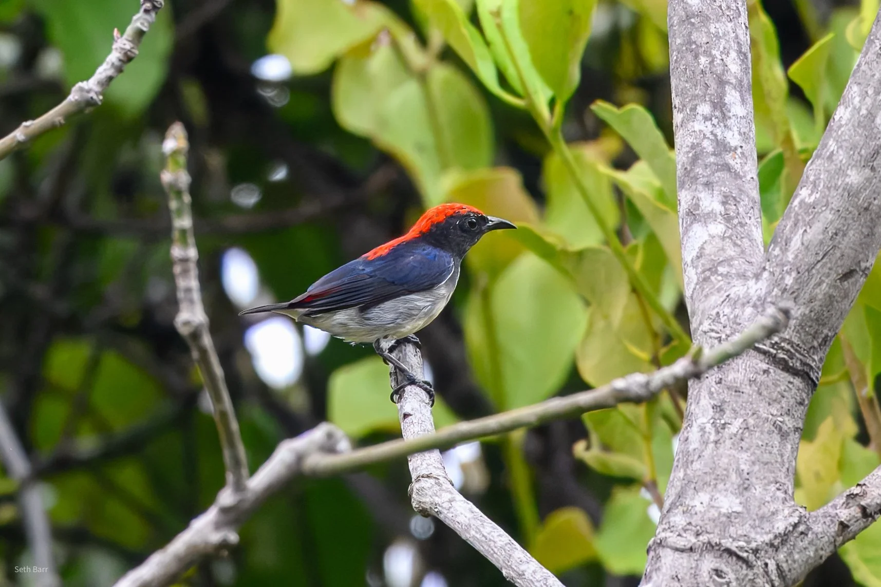 Scarlet-Backed Flowerpecker