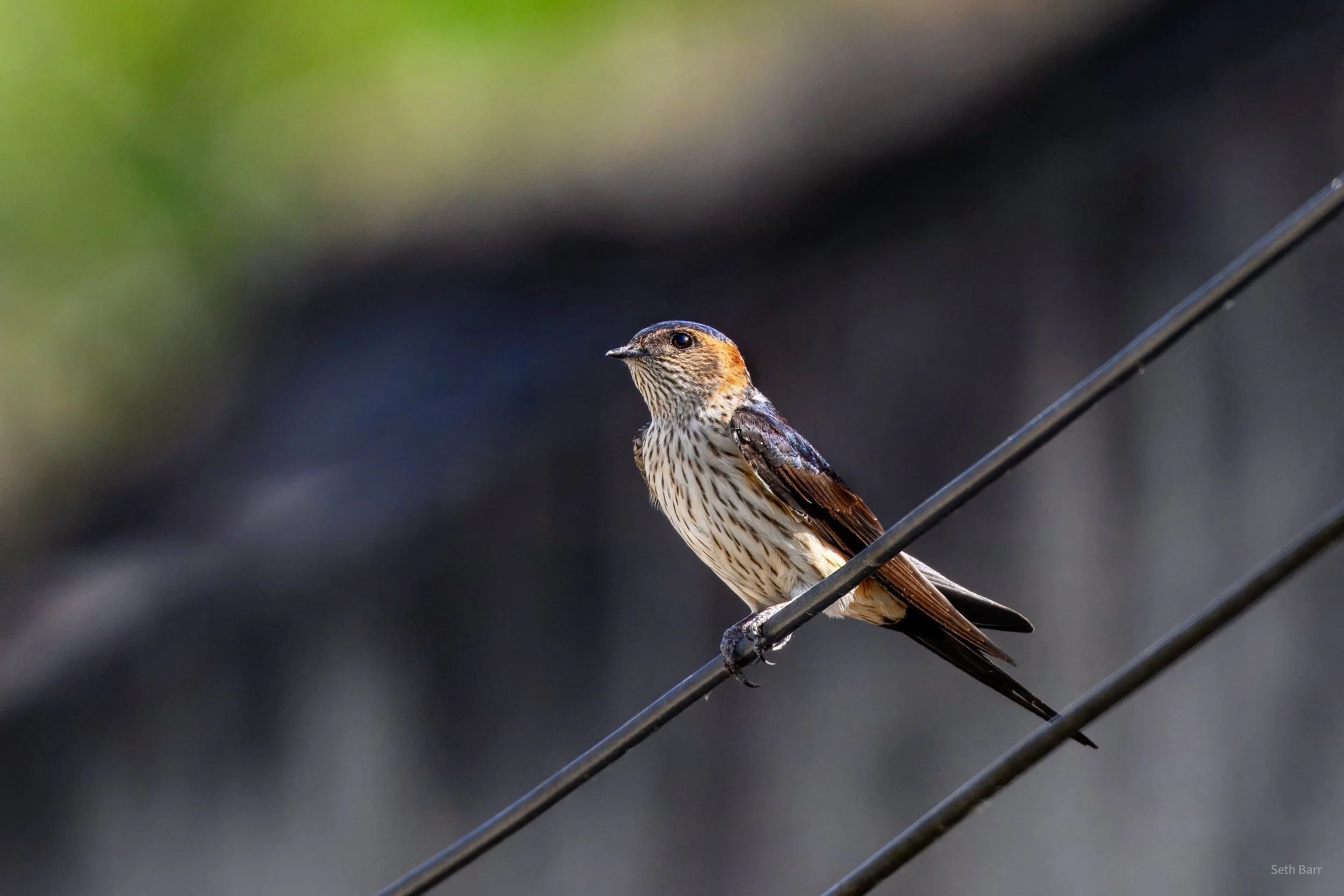 Eastern Red-Rumped Swallow - Shaanxi Province