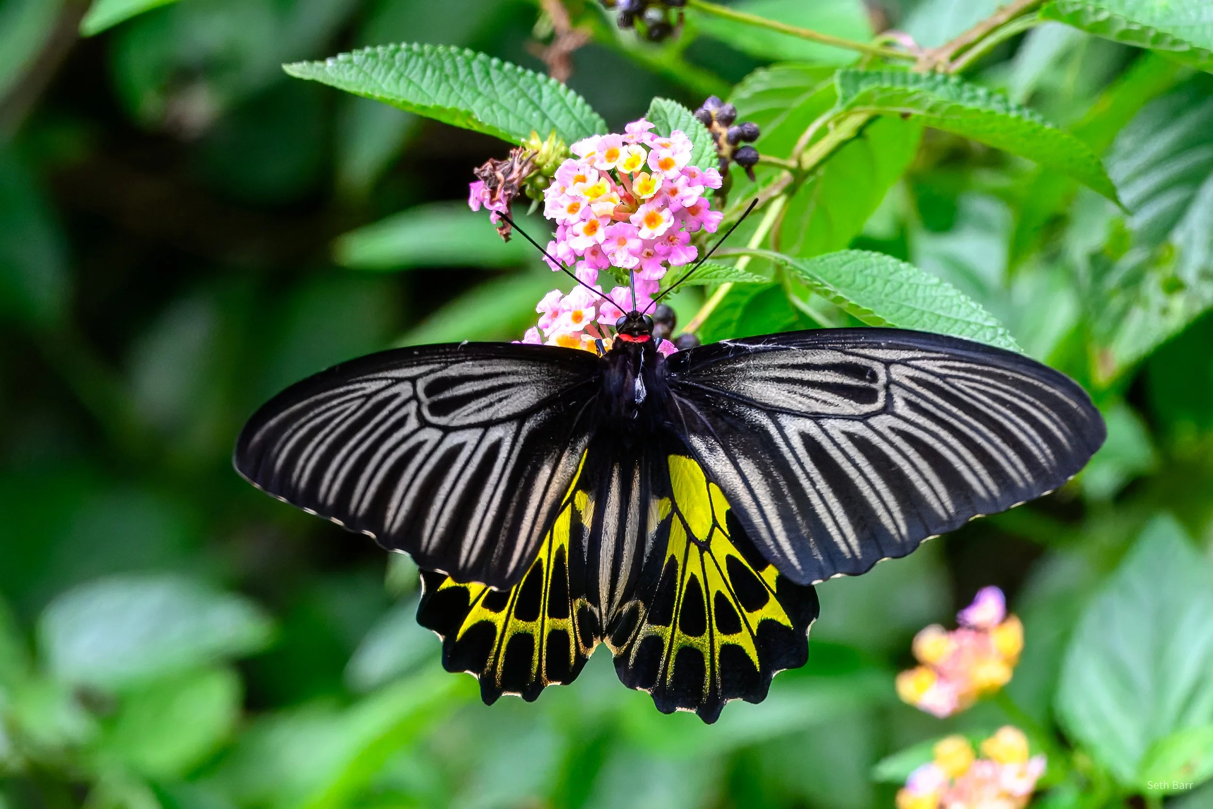 Golden Birdwing