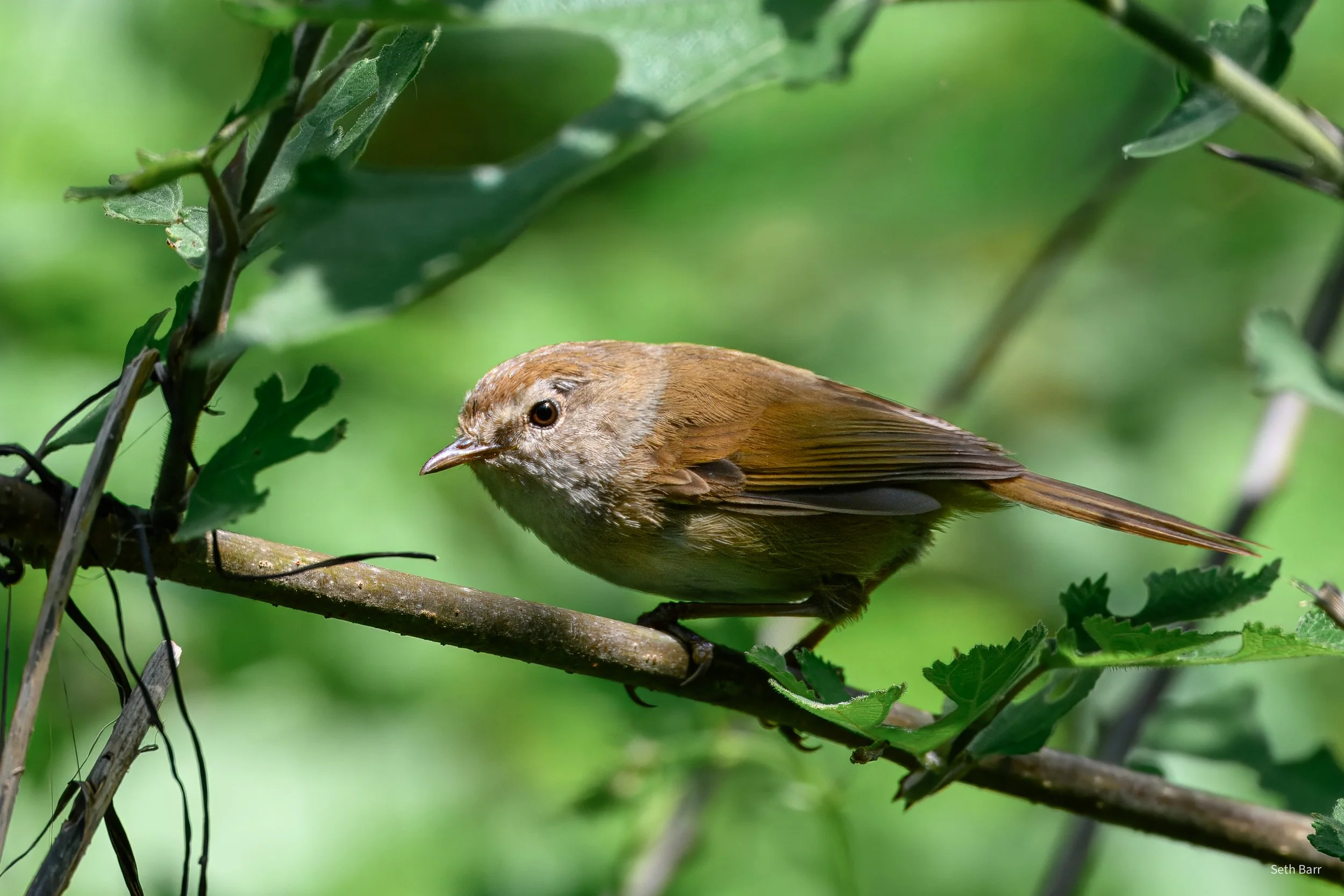 Brownish Flanked Bush Warbler - Shaanxi Province
