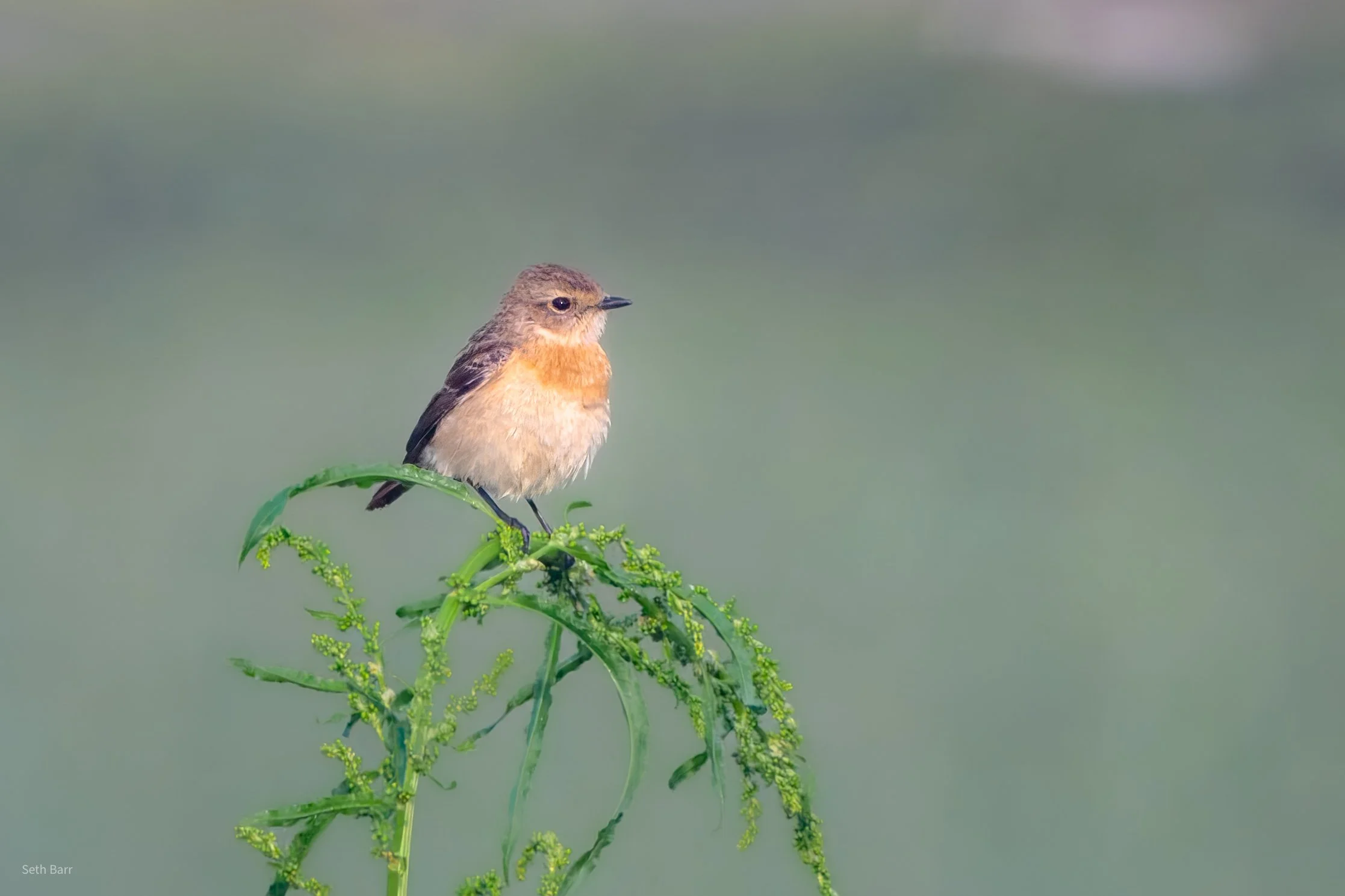 Amur Stonechat - Shaanxi Province