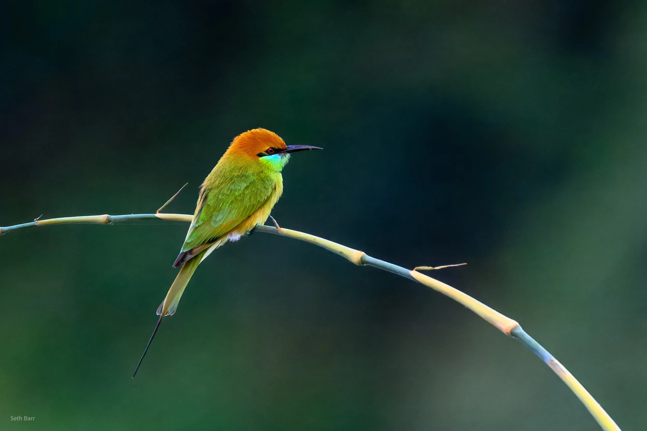 Asian Green Bee Eater