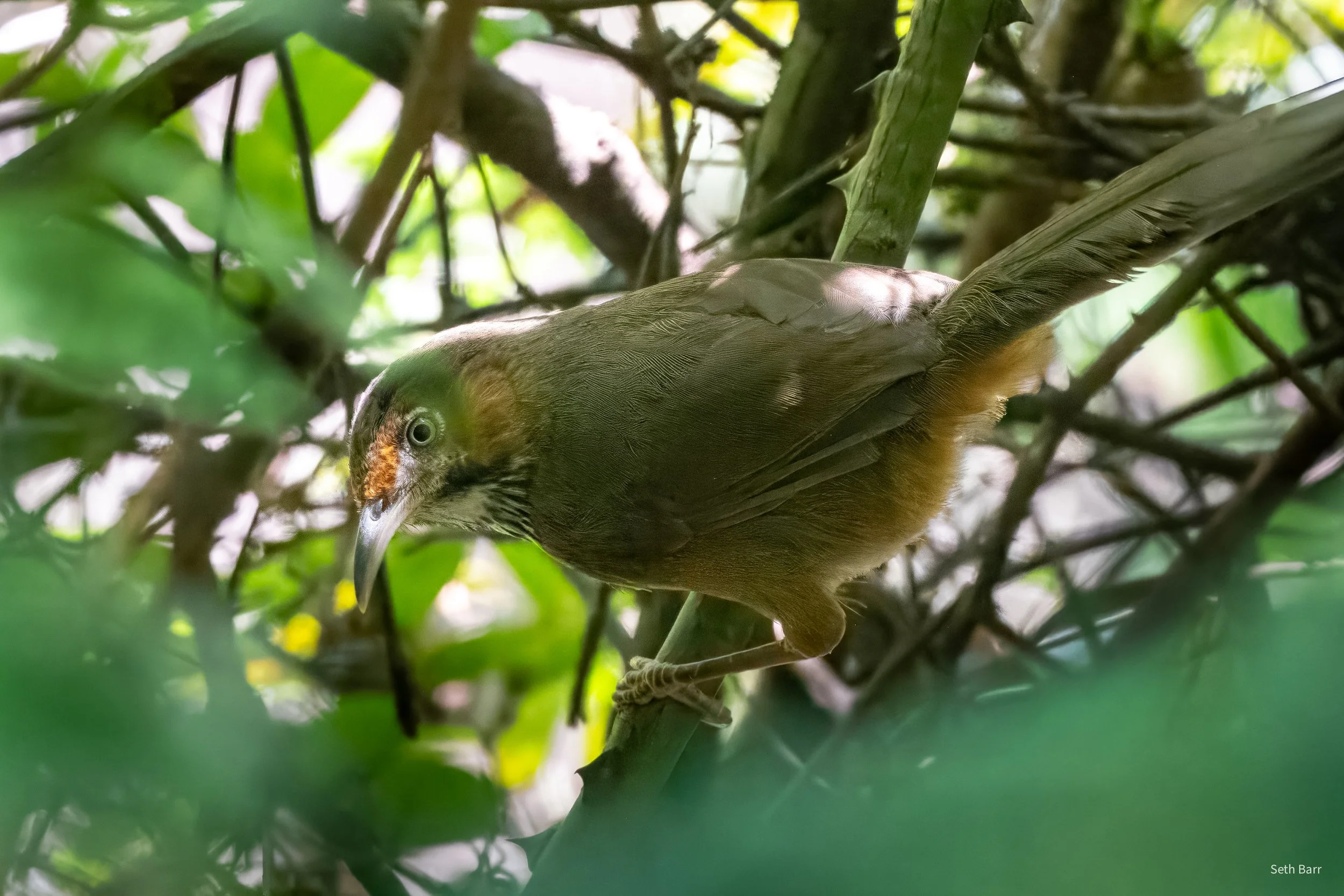 Streak Breasted Scimitar Babbler - Shaanxi Province