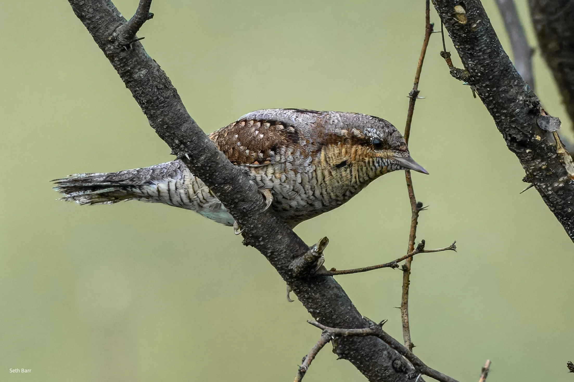 Eurasian Wryneck