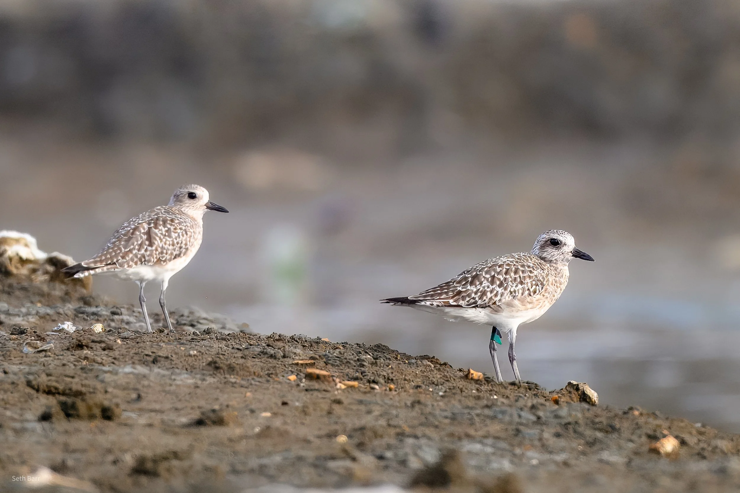 Black-Bellied Plover