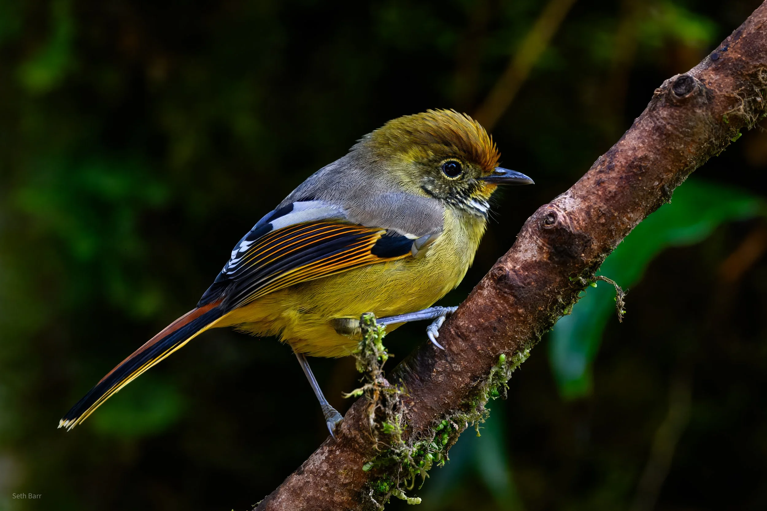 Chestnut-Tailed Minla